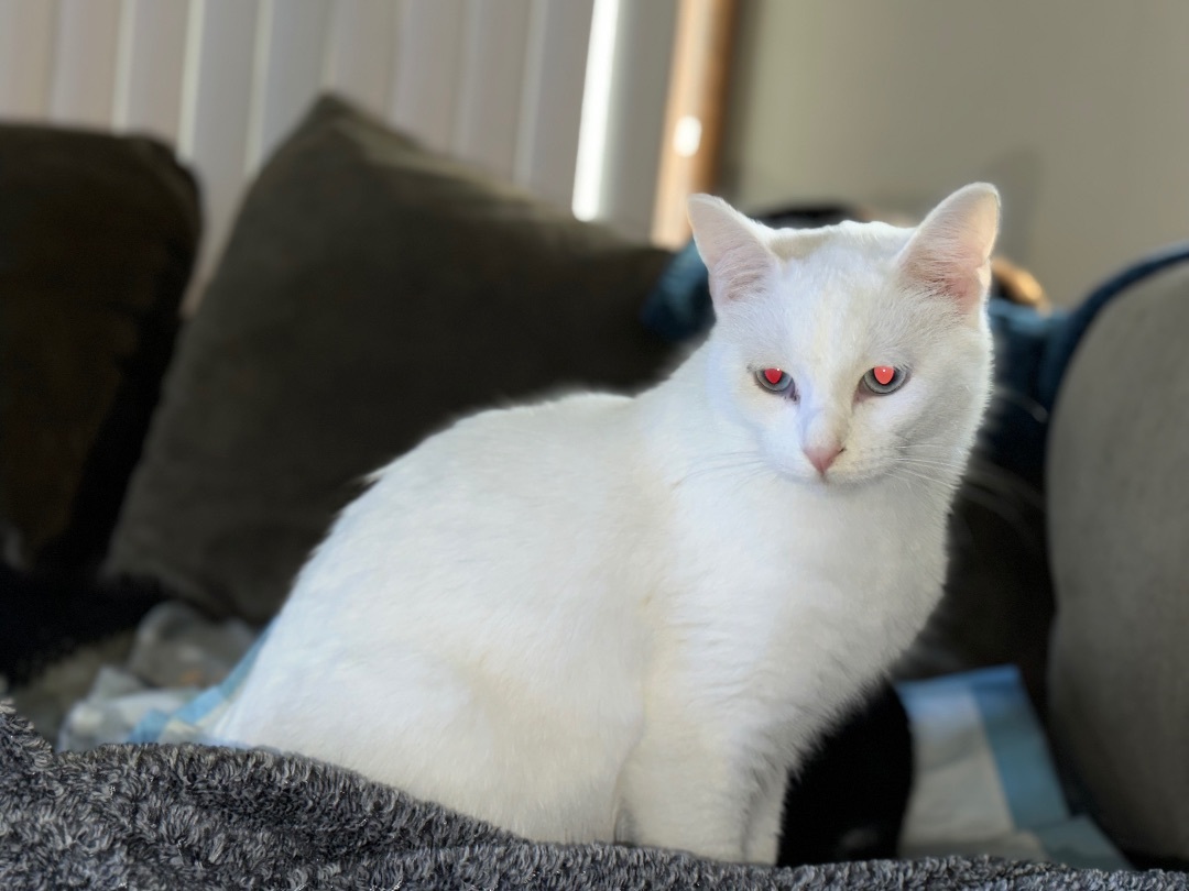 Xander, a Adoptable Domestic Short Hair in Hamilton, MI image 2/5