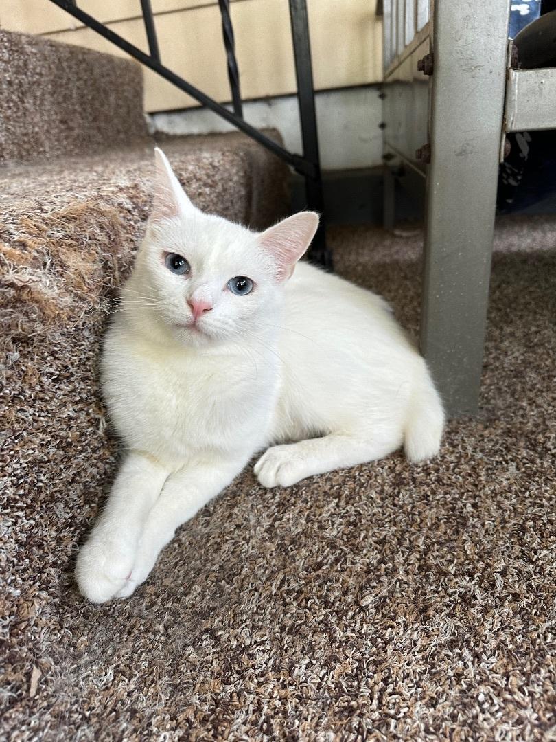 Xander, a Adoptable Domestic Short Hair in Hamilton, MI image 4/5