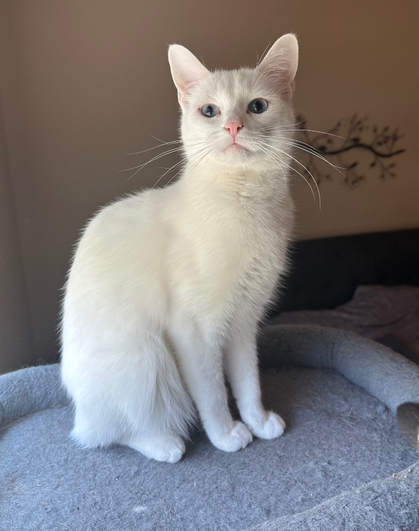 Xander, a Adoptable Domestic Short Hair in Hamilton, MI image 4/5