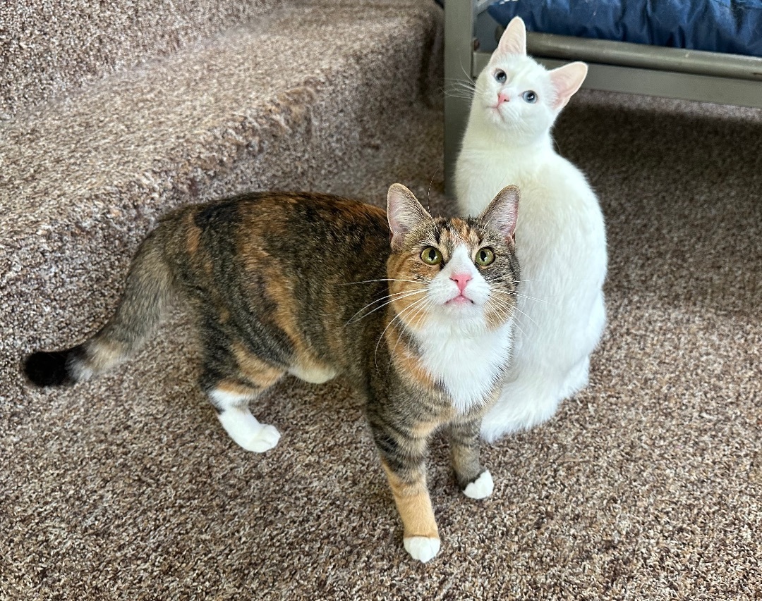 Xander, a Adoptable Domestic Short Hair in Hamilton, MI image 5/5