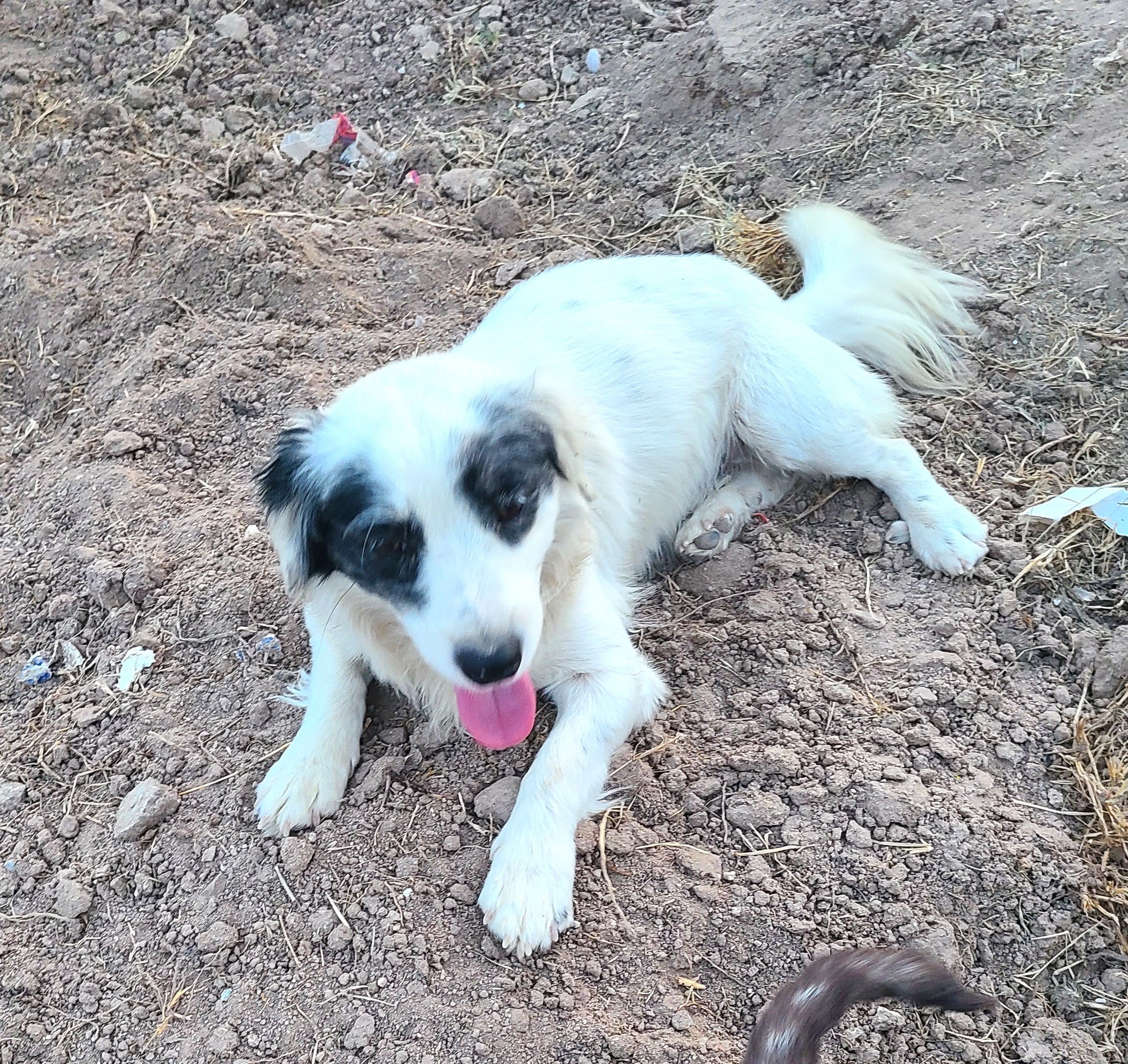 Pony, Adult Male Terrier