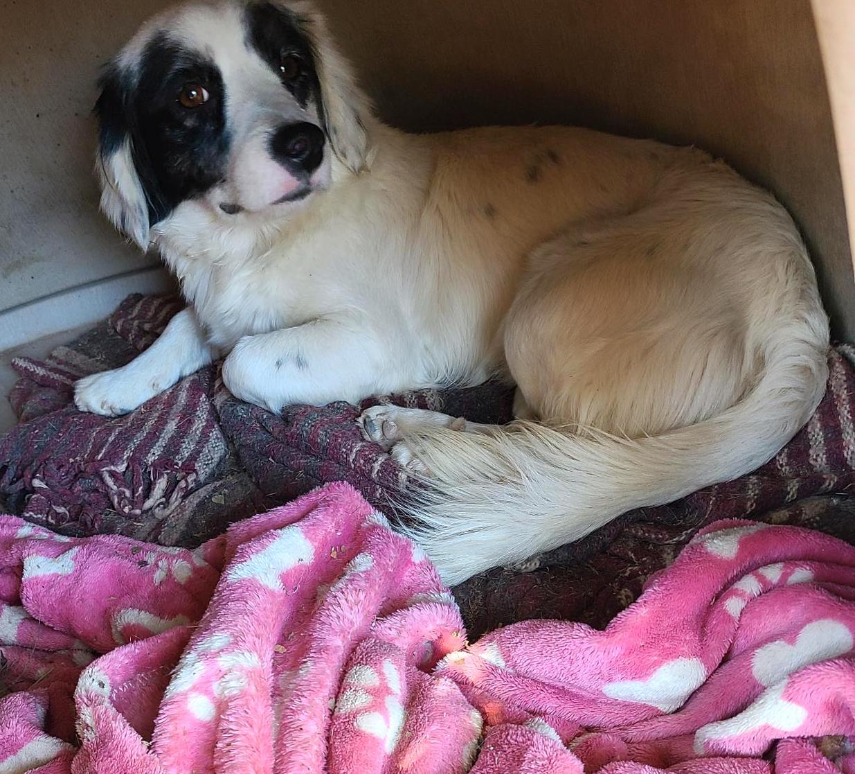 Pony, a Adoptable mixed breed in Mexicali, BCN image 2/11