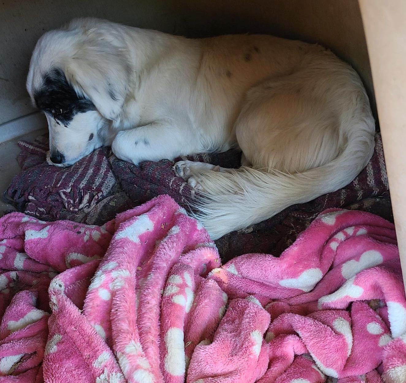 Pony, a Adoptable mixed breed in Mexicali, BCN image 3/11