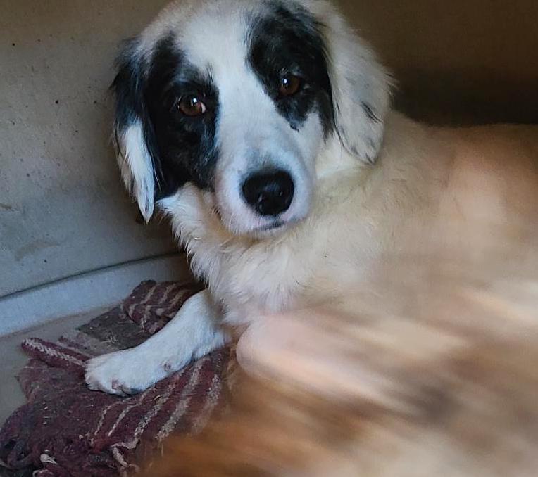 Pony, a Adoptable mixed breed in Mexicali, BCN image 4/11