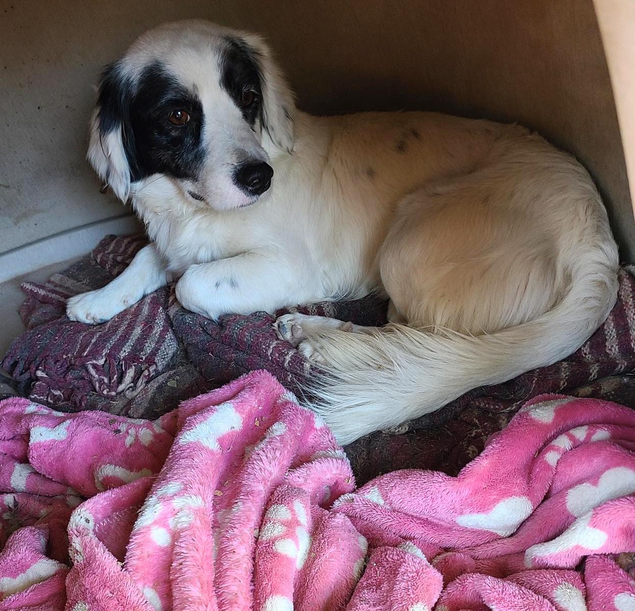 Pony, a Adoptable mixed breed in Mexicali, BCN image 5/11