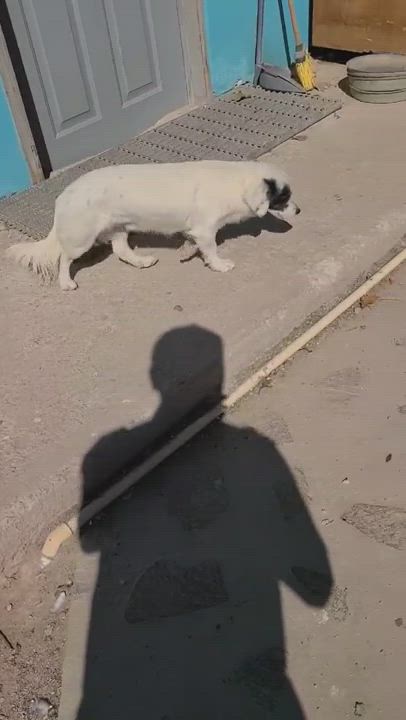 Enlarge Pony, a Adoptable mixed breed in Mexicali, BCN video 10/11