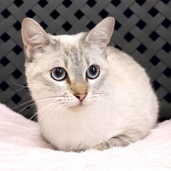 Ermine, Adoptable, Young Female Domestic Medium Hair.