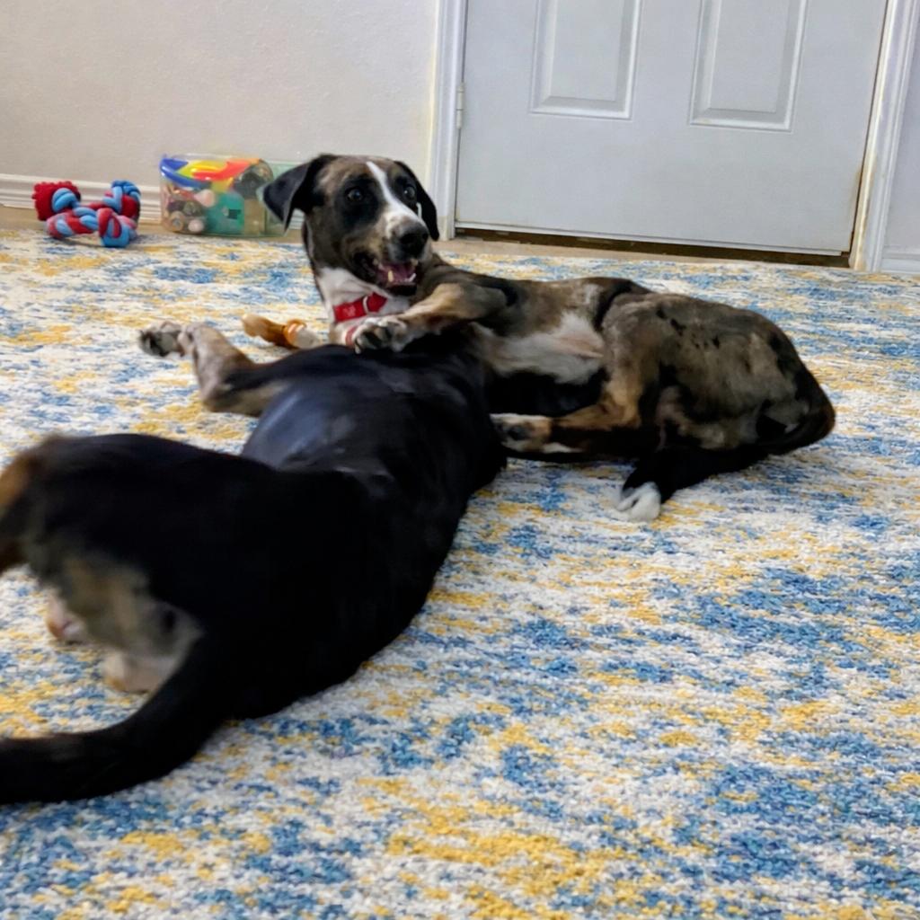 Bronco — thumbnail 2