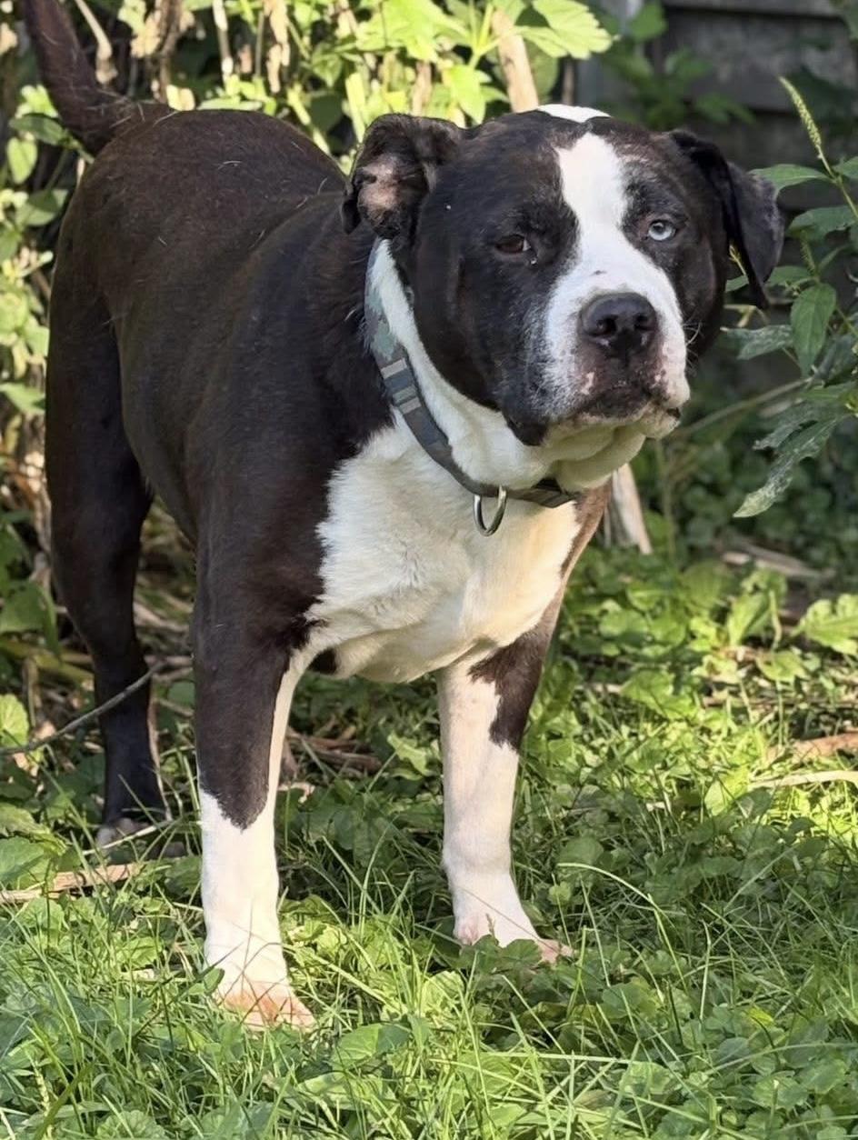 Tommy Boy, a Adoptable mixed breed in Greenwood, IN image 1/3
