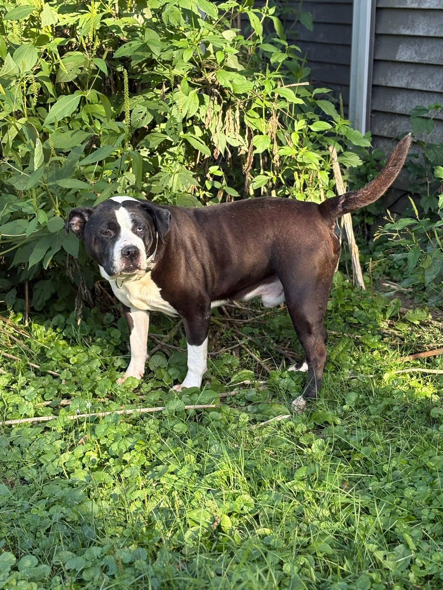 Tommy Boy, Adoptable, Adult Male Mixed Breed.