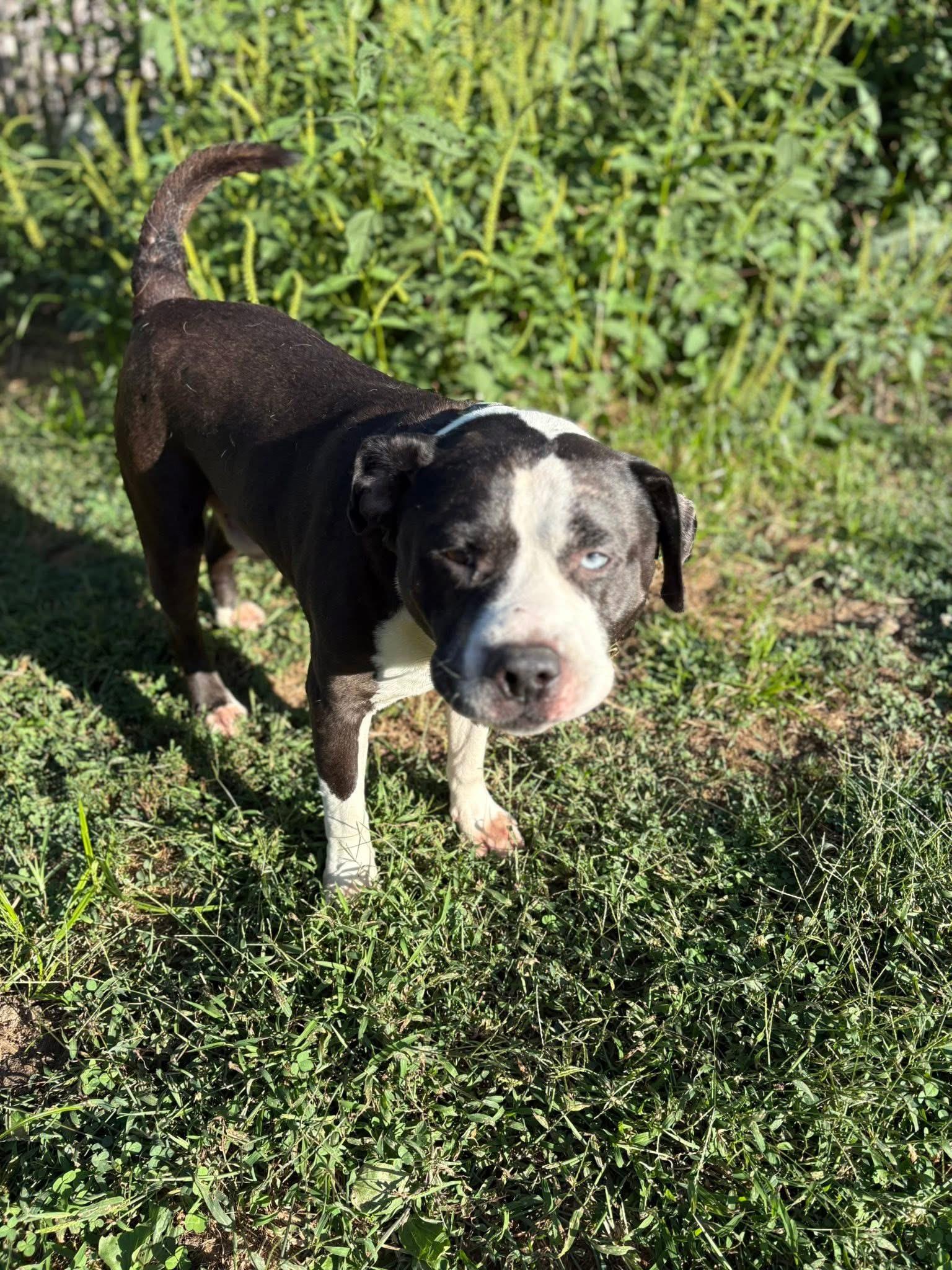 Tommy Boy, a Adoptable mixed breed in Greenwood, IN image 3/3