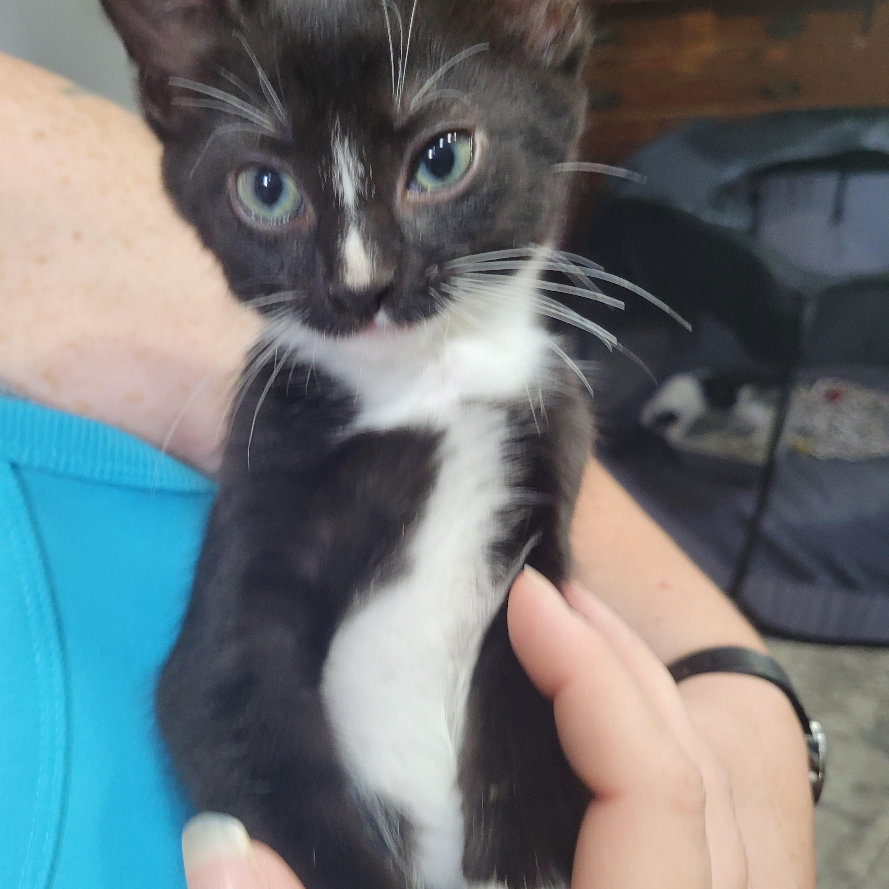Dale (bonded to Willa)