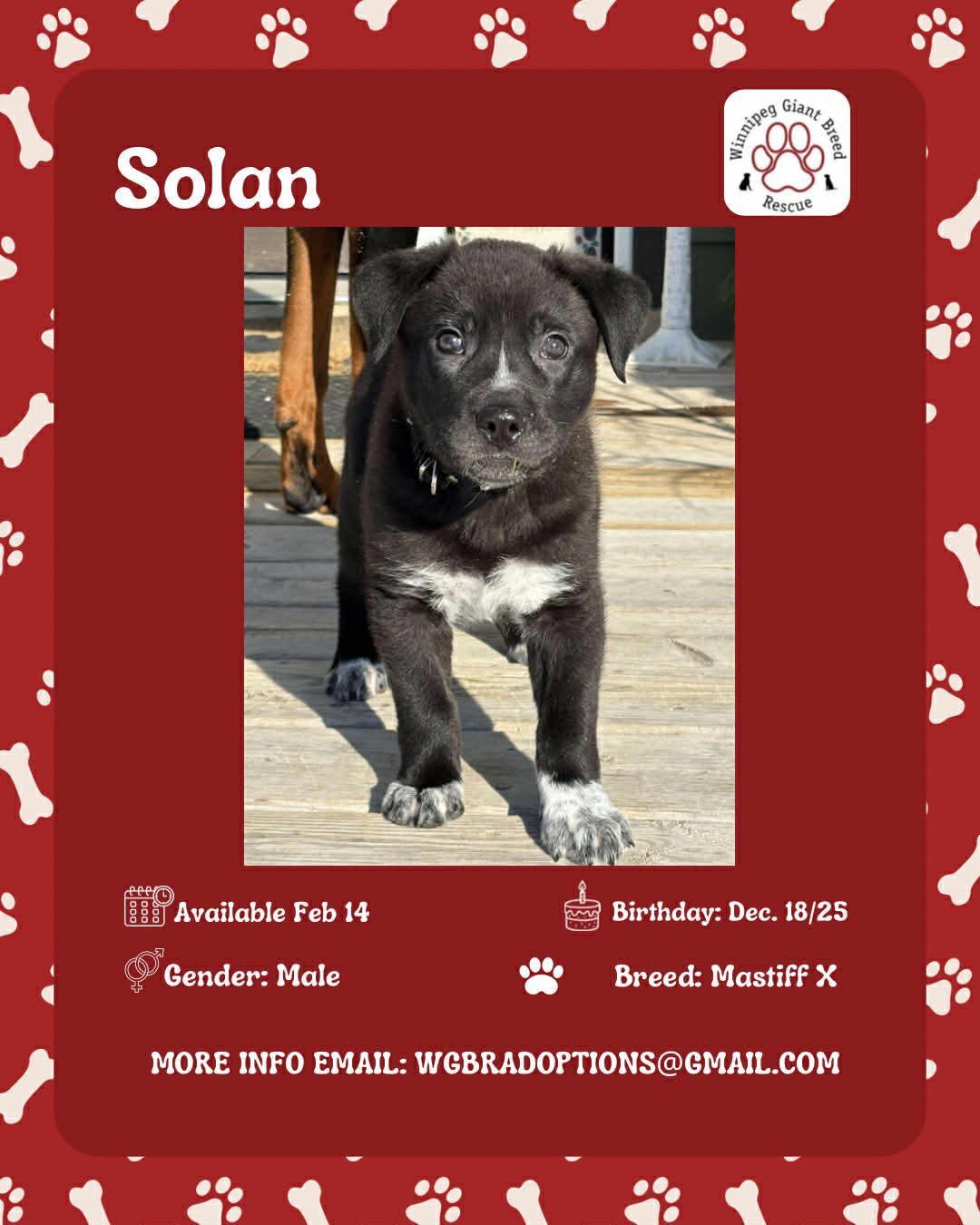 Enlarge Solan, a Adoptable mixed breed in Winnipeg, MB image 1/1