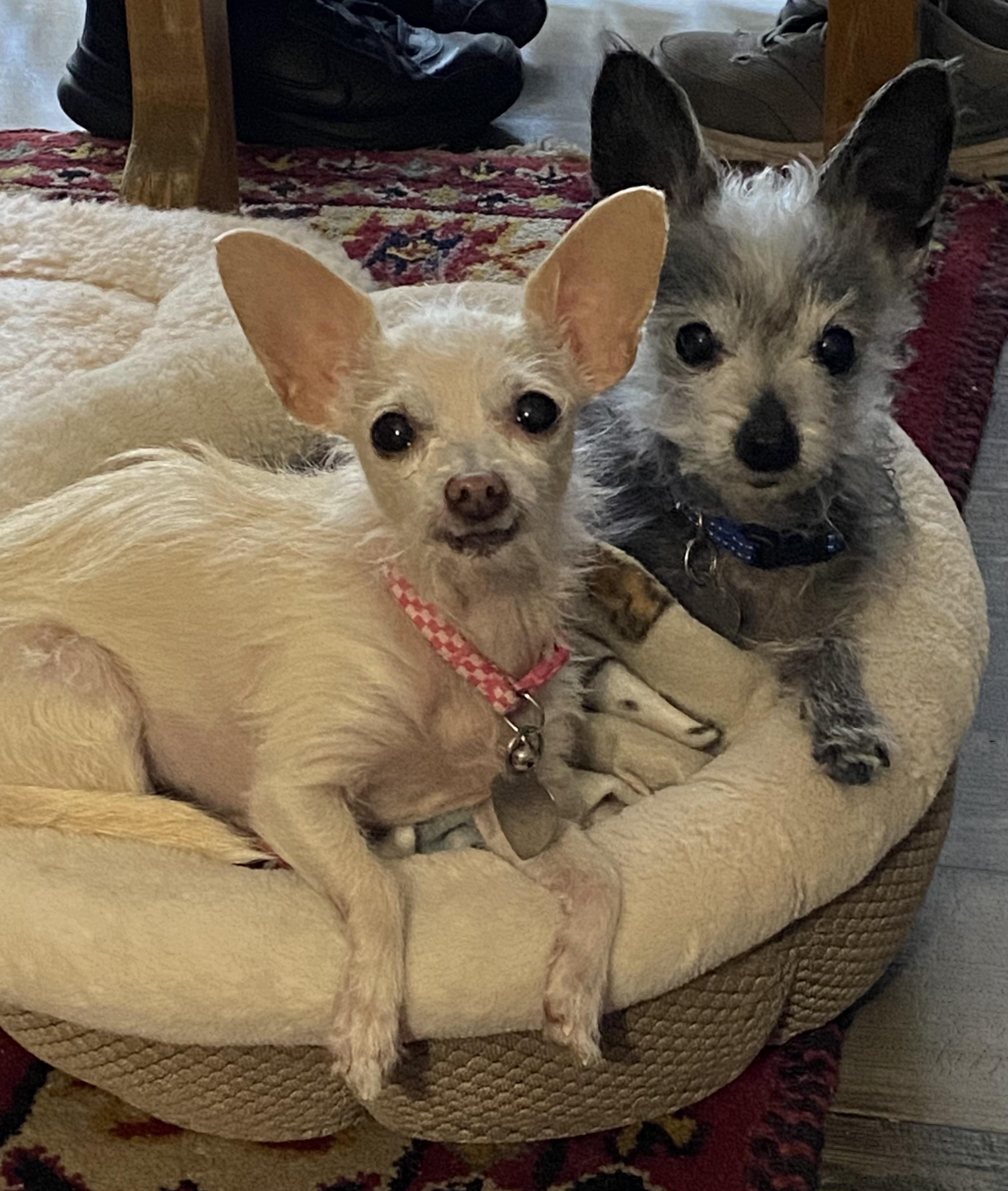 Mackie and Lollie (Bonded Pair-Male & Female)