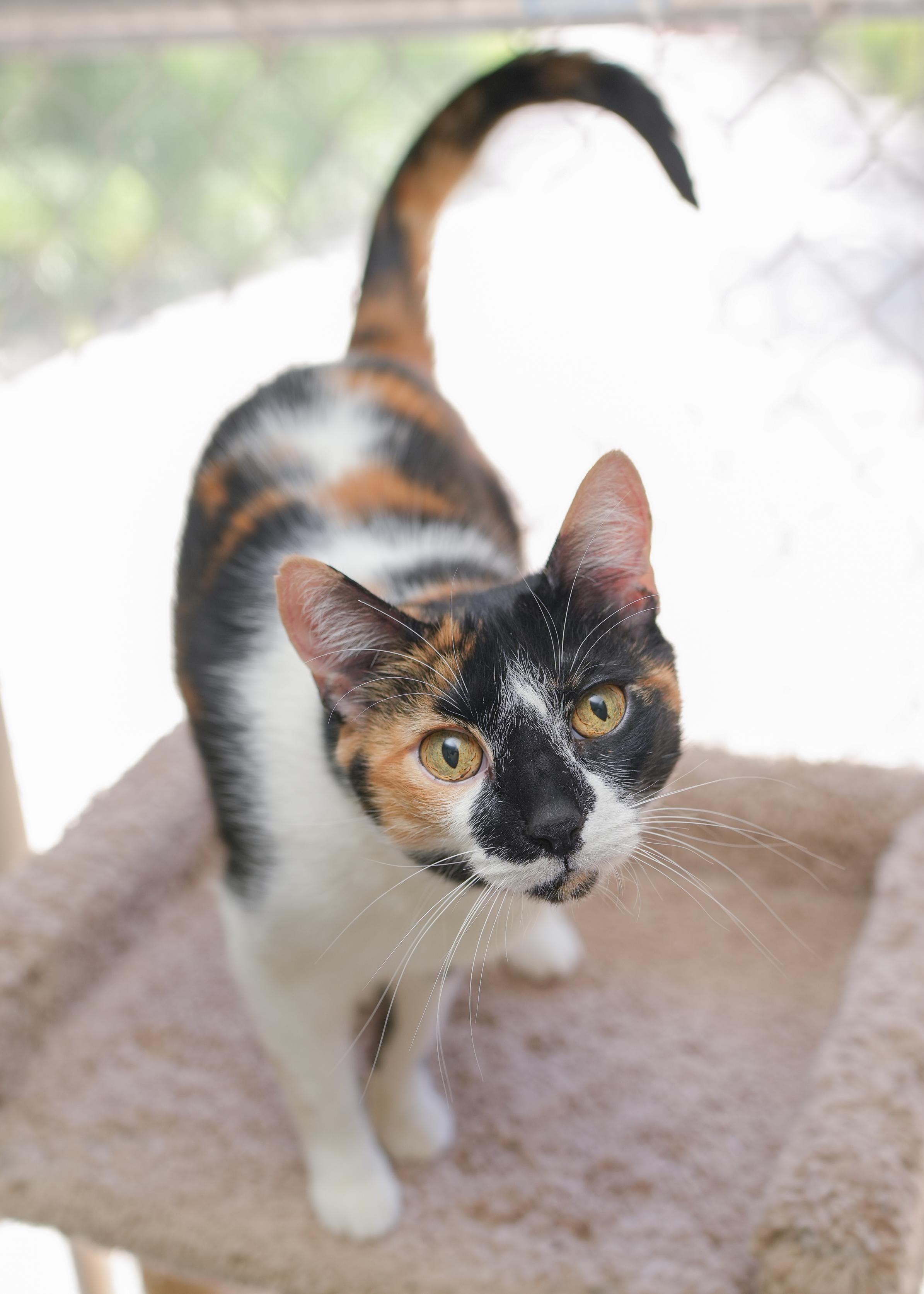 Zia, a ADOPTABLE Domestic Short Hair in Boise, ID image 2/3