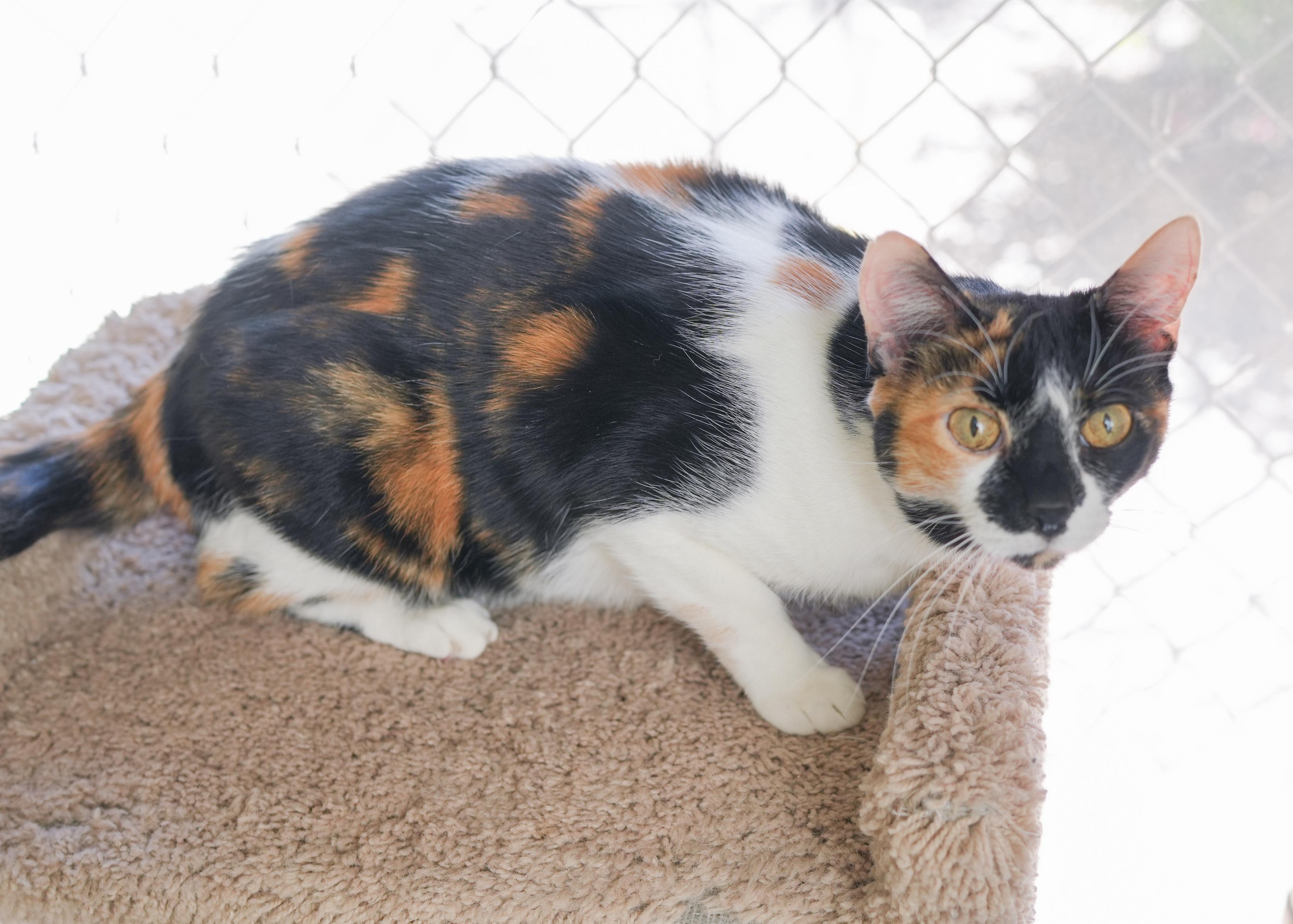 Zia, a ADOPTABLE Domestic Short Hair in Boise, ID image 3/3