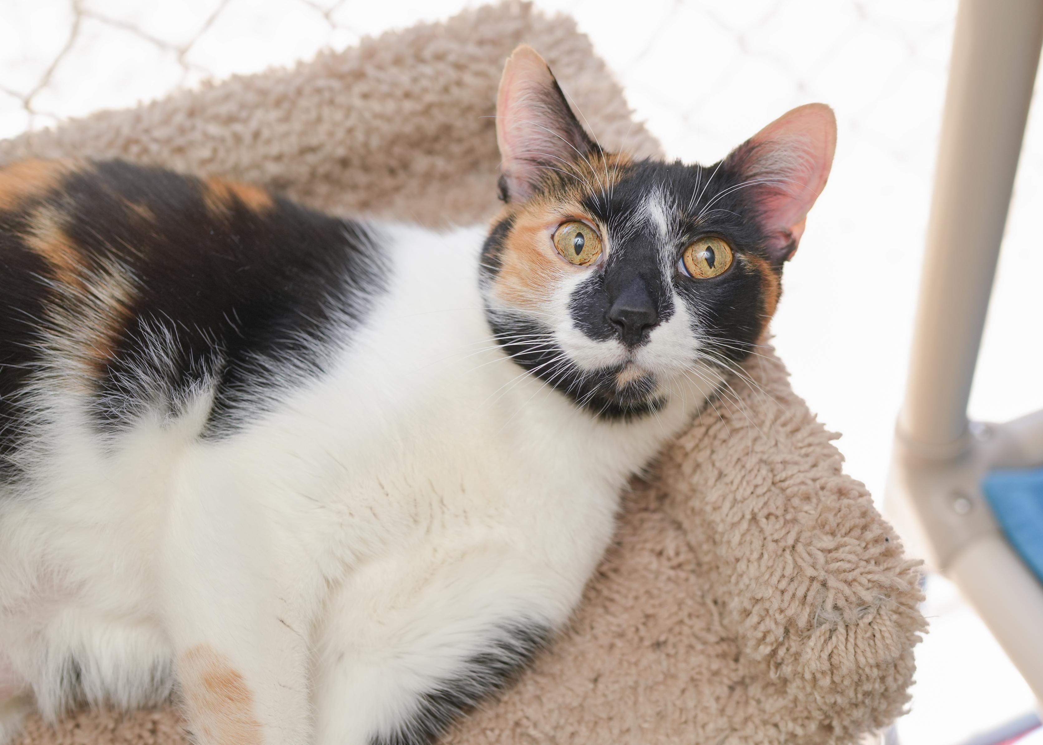 Zia, ADOPTABLE, Adult Female Domestic Short Hair.