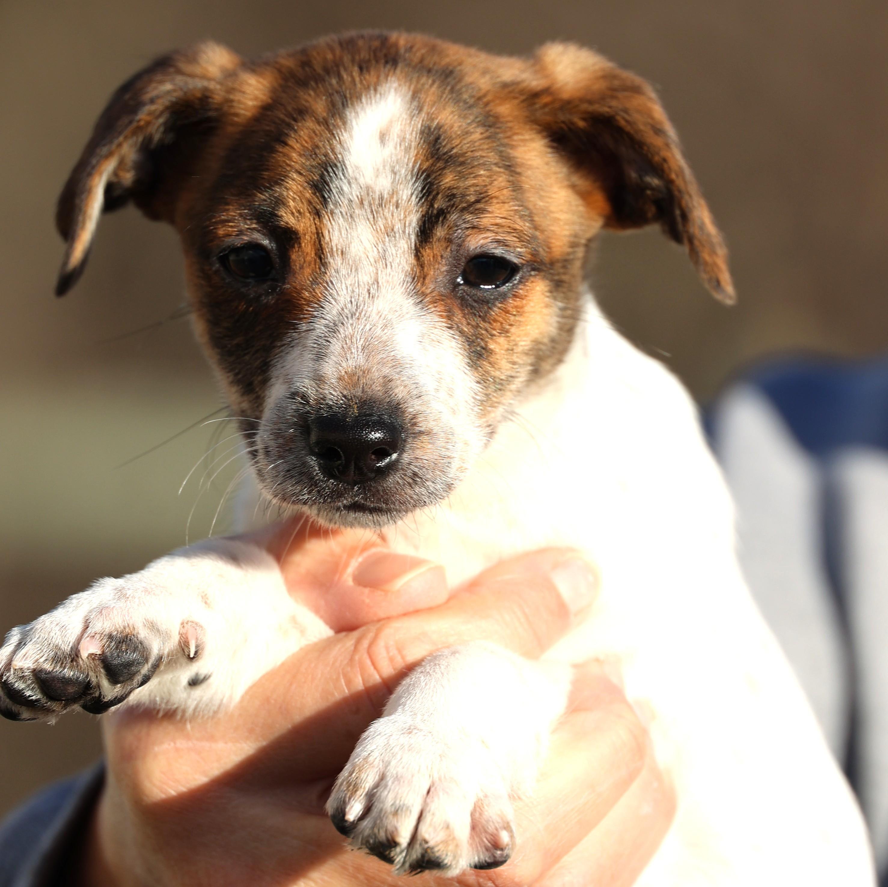 Unity-Available! www.lhar.dog to apply! , adoptable, Puppy Female Jack Russell Terrier & Chihuahua.