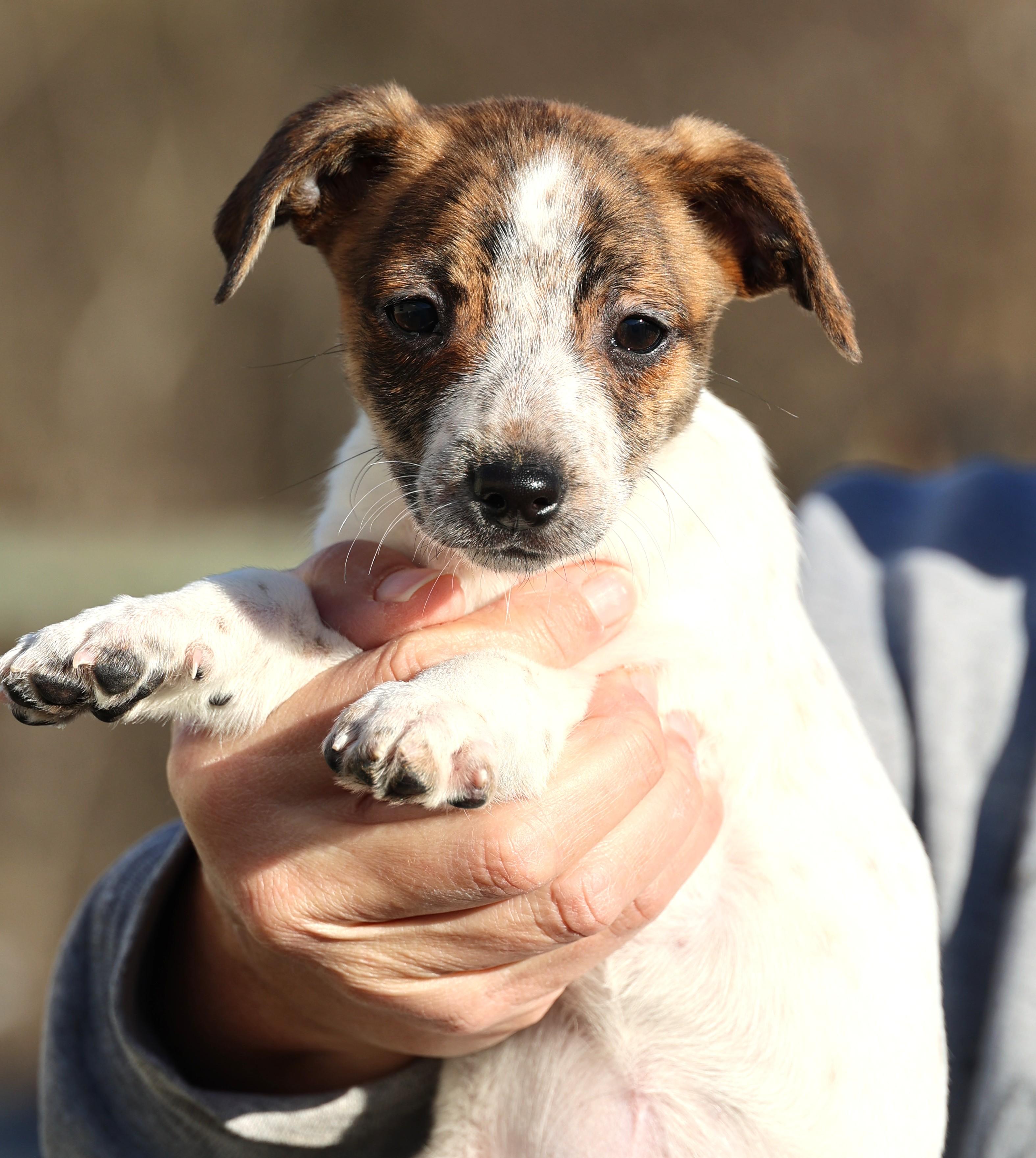 Enlarge Unity-Available! www.lhar.dog to apply! , an adoptable mixed breed in Frederick, MD image 3/6