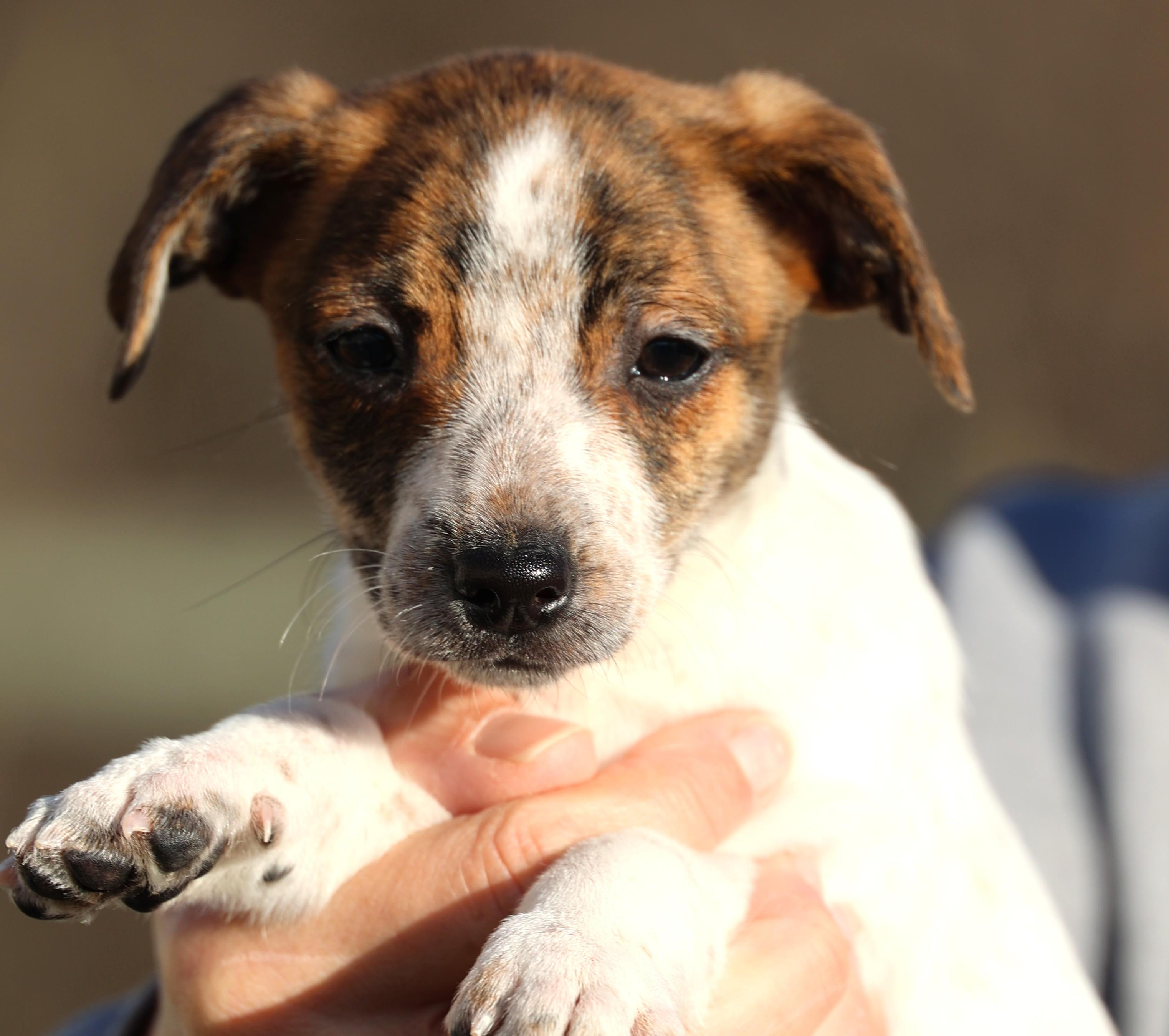 Enlarge Unity-Available! www.lhar.dog to apply! , an adoptable mixed breed in Frederick, MD image 6/6