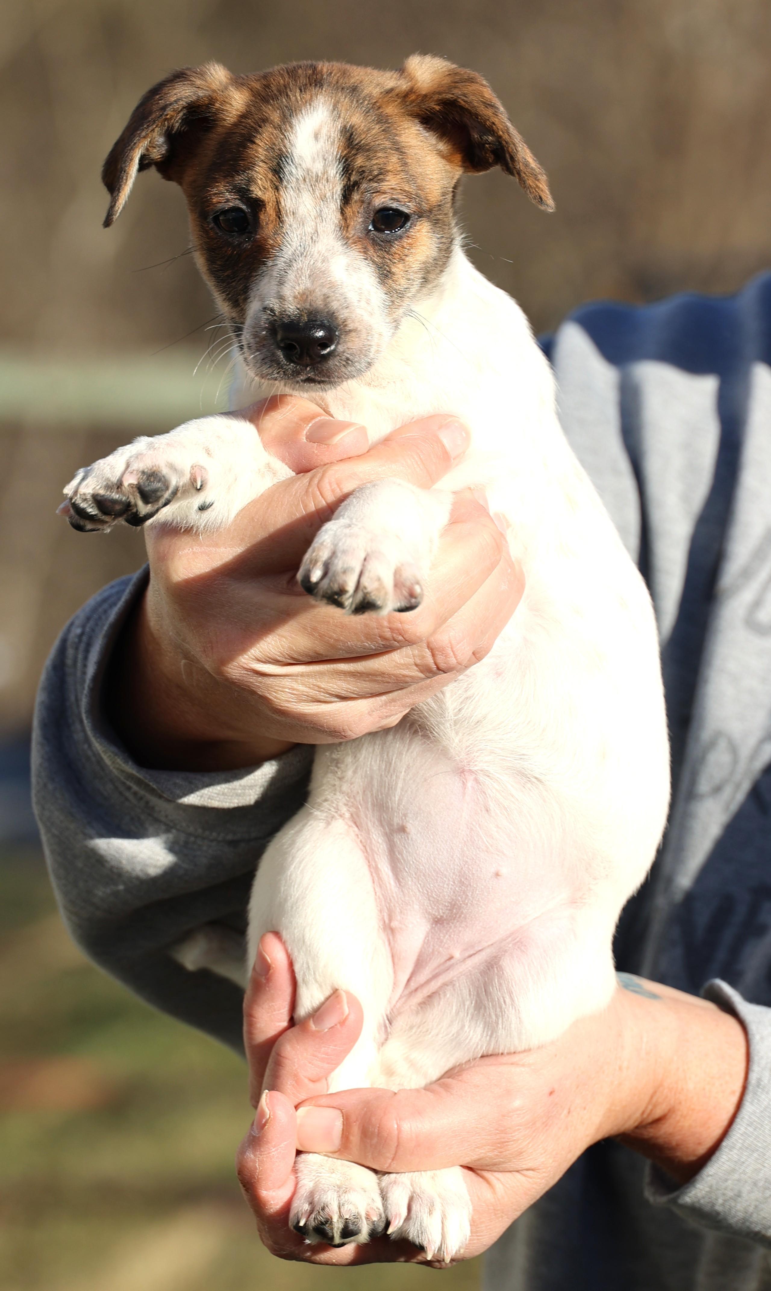 Enlarge Unity-Available! www.lhar.dog to apply! , an adoptable mixed breed in Frederick, MD image 5/6