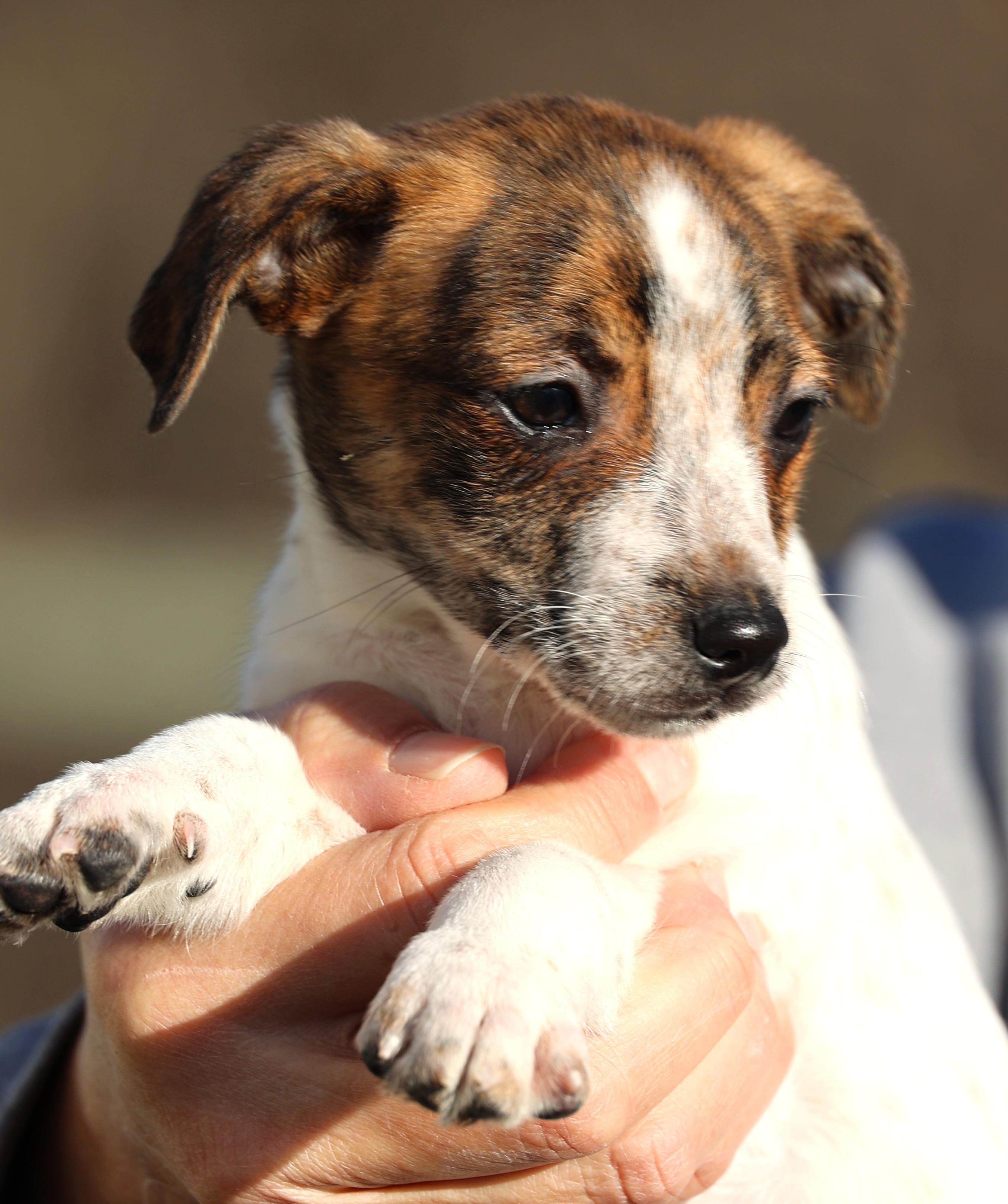 Enlarge Unity-Available! www.lhar.dog to apply! , an adoptable mixed breed in Frederick, MD image 2/6