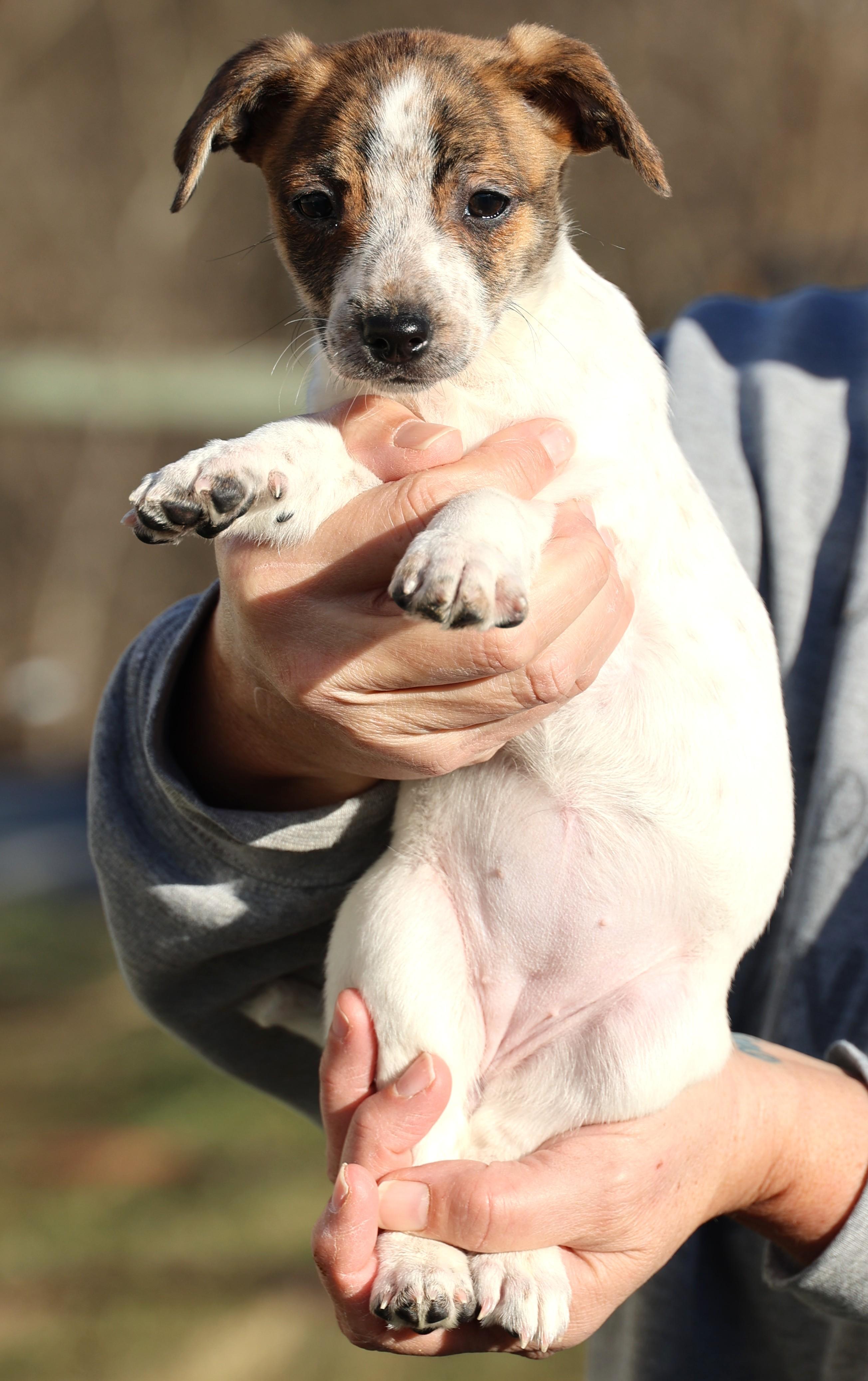 Enlarge Unity-Available! www.lhar.dog to apply! , an adoptable mixed breed in Frederick, MD image 4/6