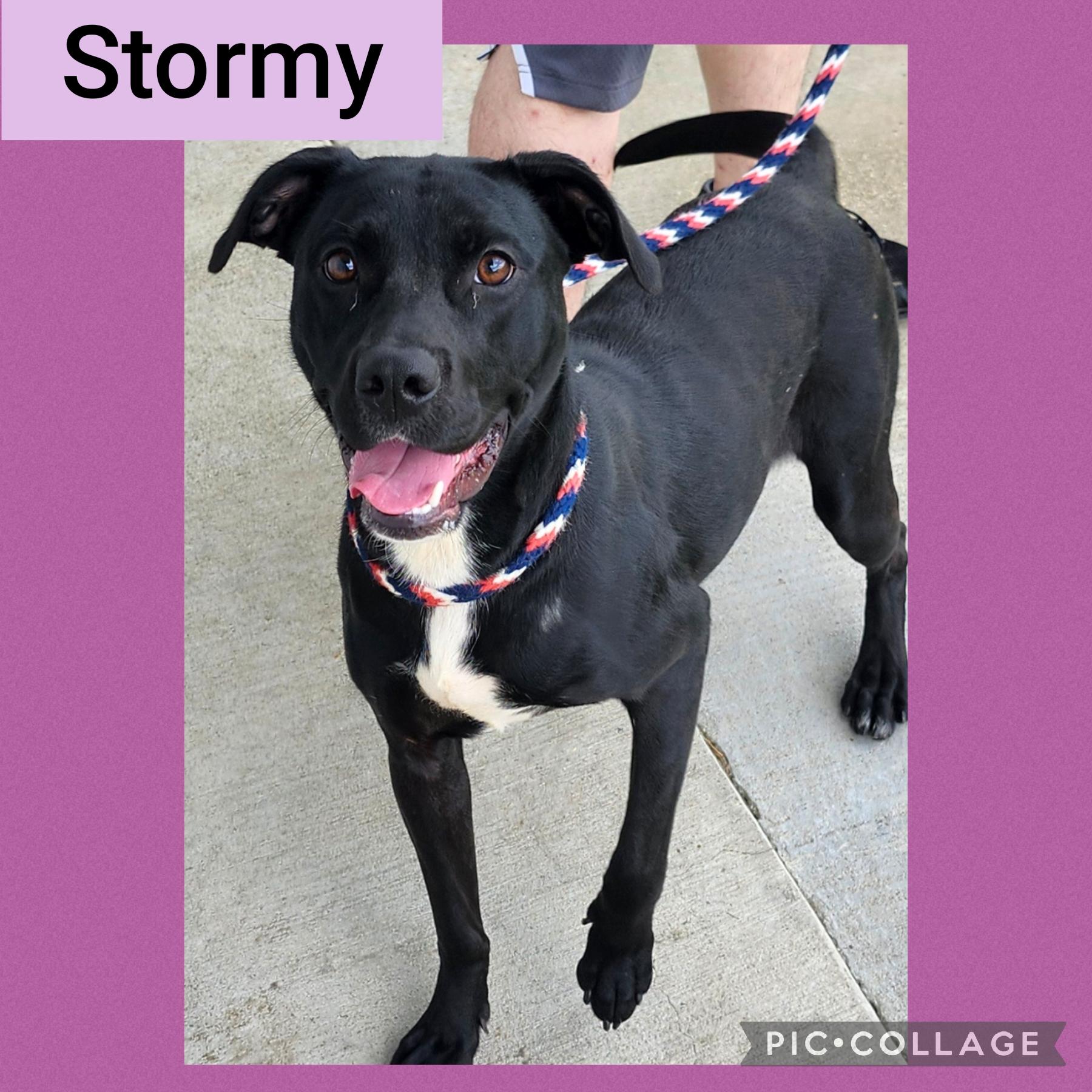 Enlarge Stormy, a Adoptable mixed breed in New Iberia, LA image 1/1