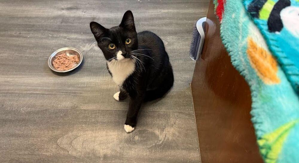 Mabel, Adoptable, Kitten Female Domestic Short Hair.