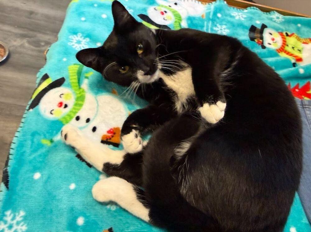 Enlarge Mabel, a Adoptable Domestic Short Hair in Hudson, NH image 2/2