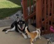 Enlarge Porter (formerly Portia), a Adoptable mixed breed in Bardstown, KY image 2/3