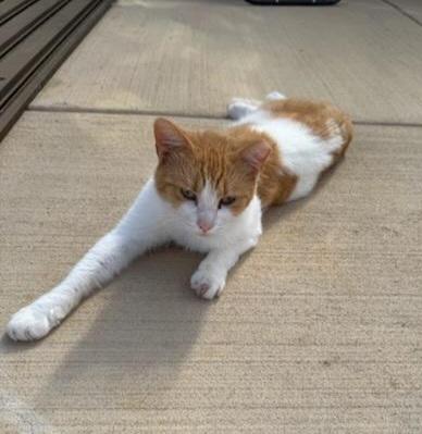 Enlarge Porter (formerly Portia), a Adoptable mixed breed in Bardstown, KY image 3/3