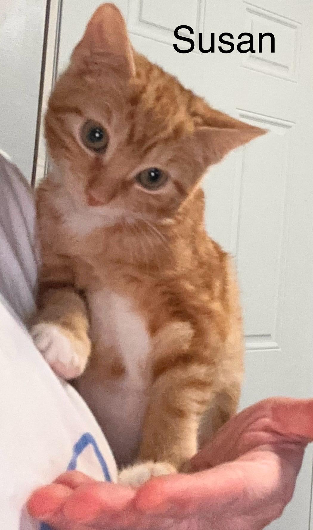 Susan, adopted, Kitten Female Domestic Short Hair.