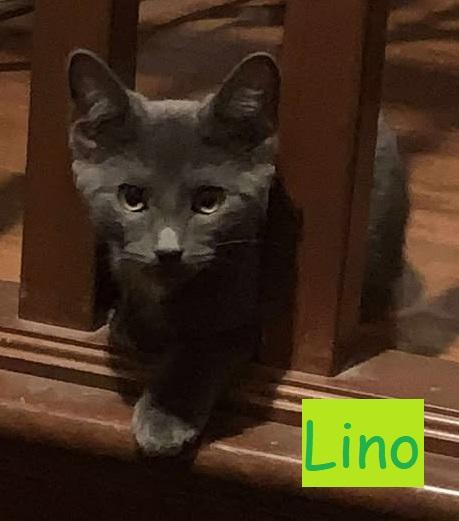 Enlarge Lino, a Adoptable Domestic Short Hair in Candiac, QC image 1/5