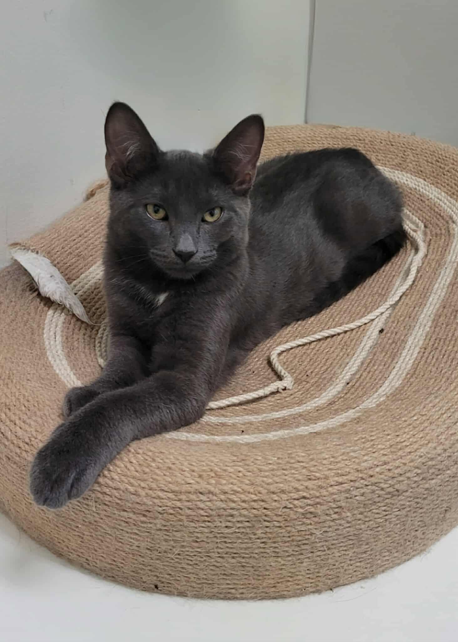 Enlarge Lino, a Adoptable Domestic Short Hair in Candiac, QC image 2/5