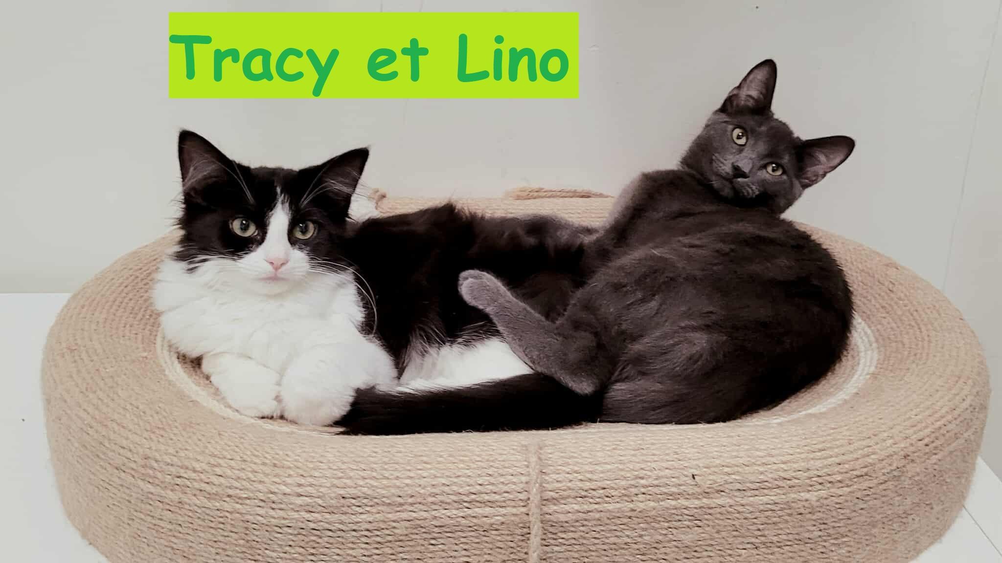 Enlarge Lino, a Adoptable Domestic Short Hair in Candiac, QC image 3/5