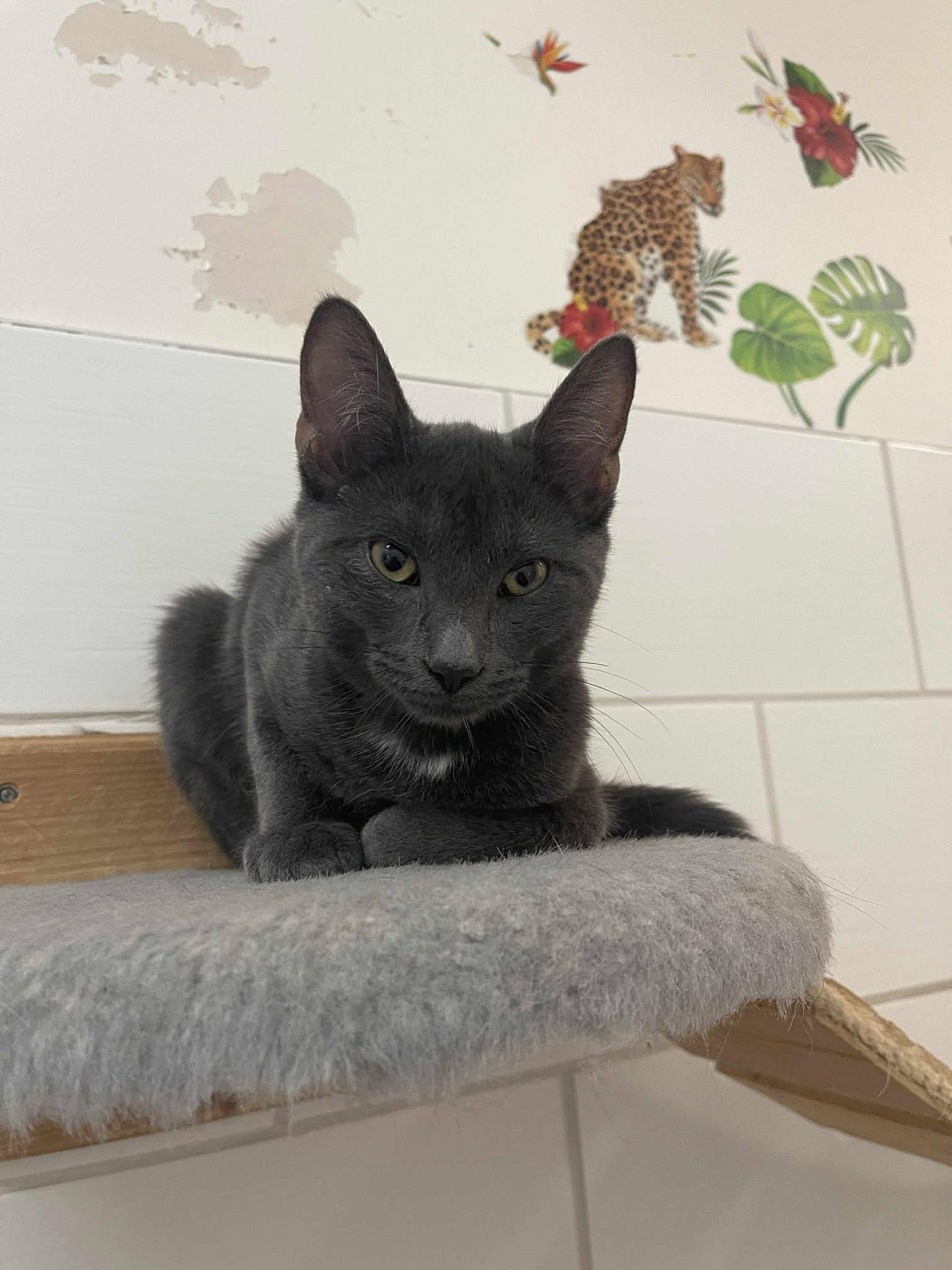 Enlarge Lino, a Adoptable Domestic Short Hair in Candiac, QC image 5/5