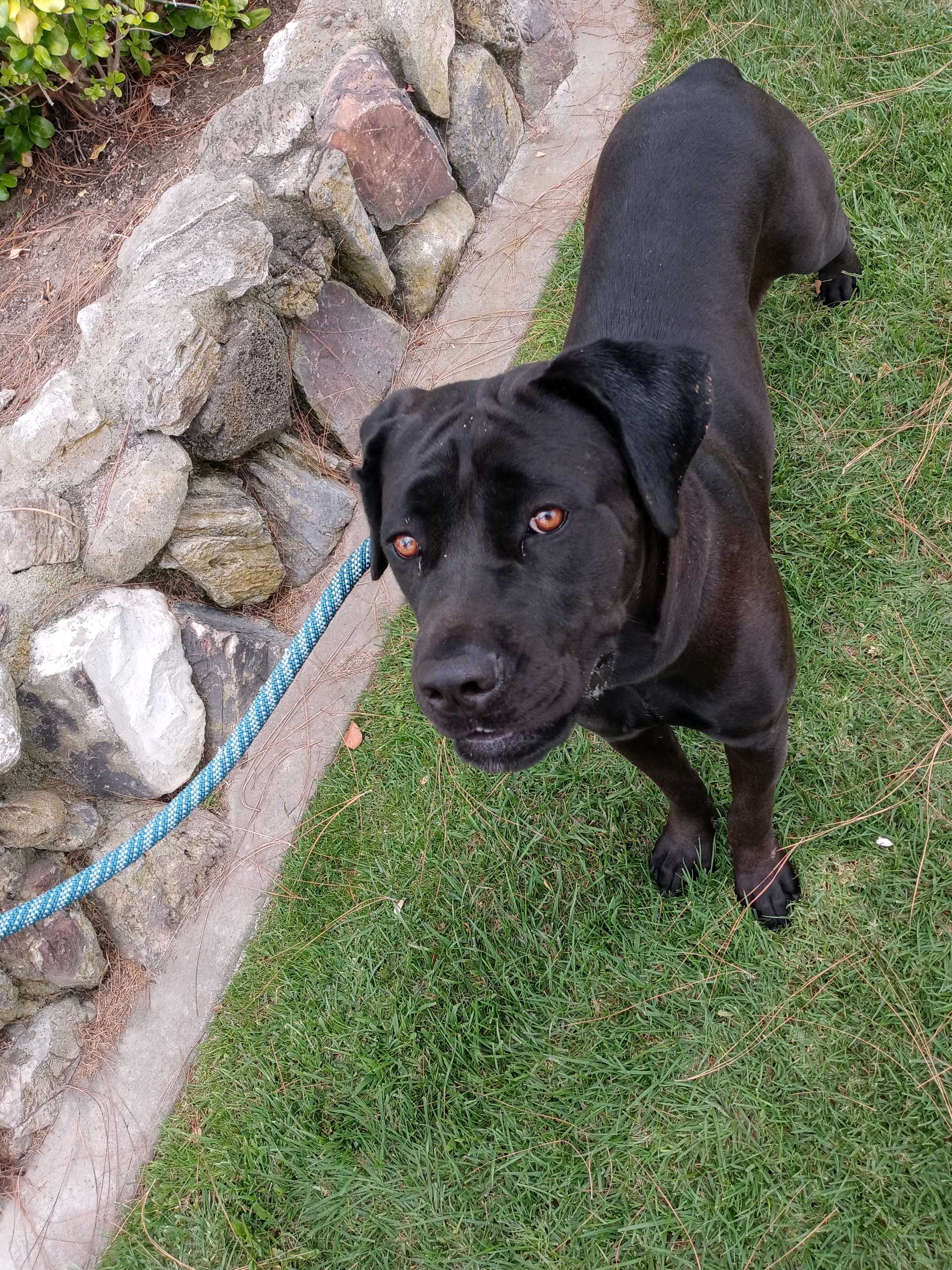 Velvet, a Adoptable Cane Corso in Portland, OR image 3/6