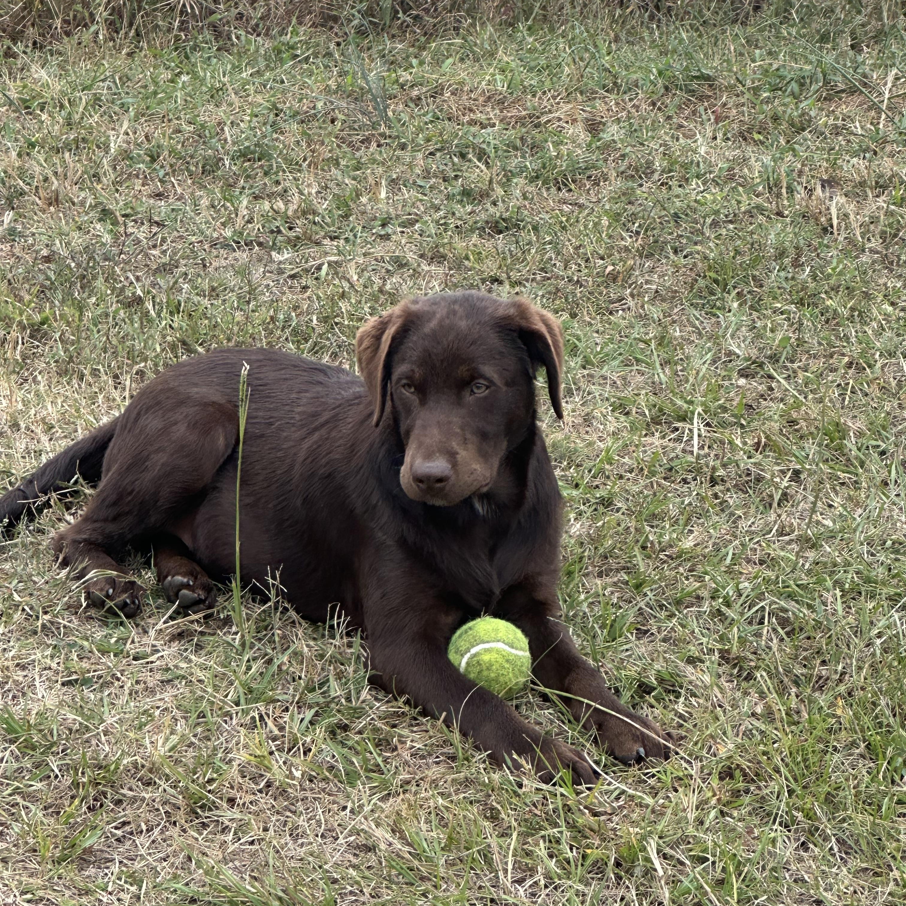 Enlarge Goose PENDING, a Adopted mixed breed in Chester, SC image 2/2