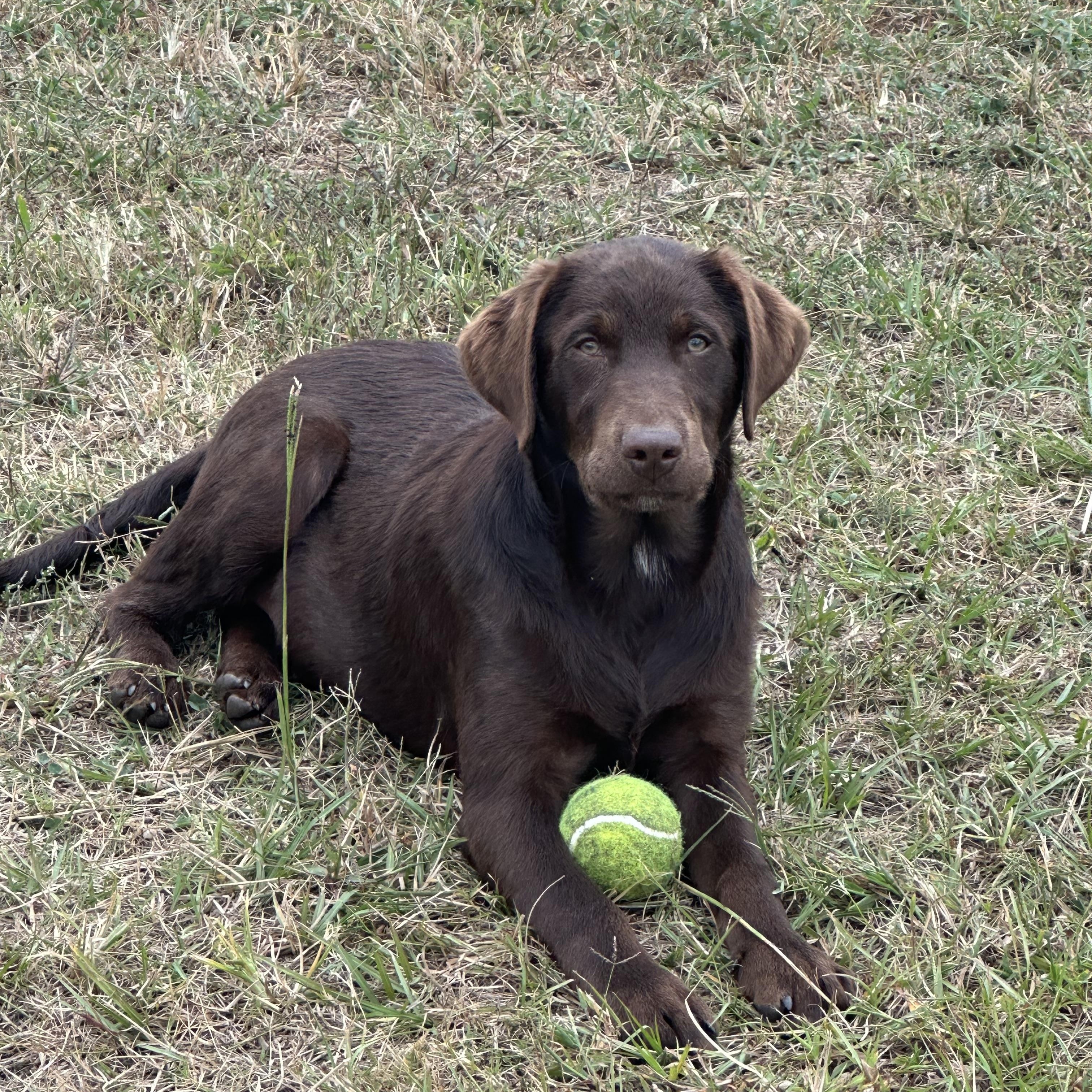 Goose PENDING, Adopted, Puppy Male Chocolate Labrador Retriever & Australian Shepherd.