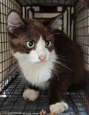 Suki 8.24.25, Adoptable, Adult Female Domestic Short Hair.