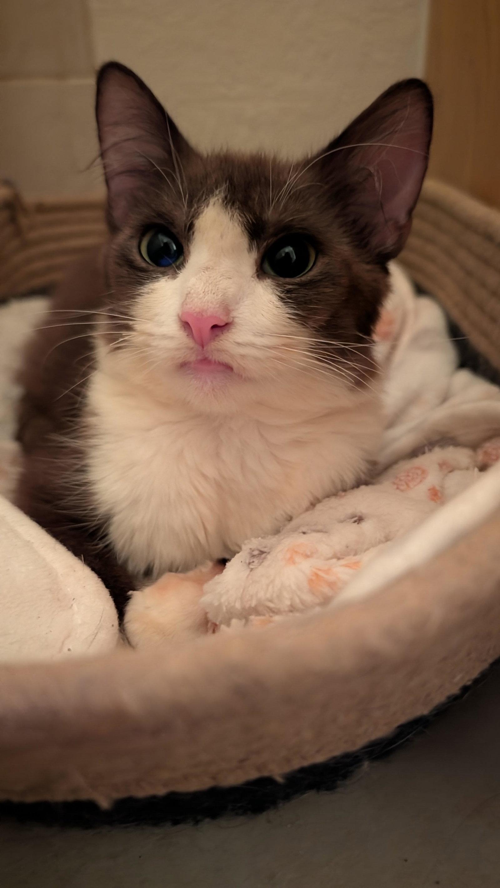 Enlarge Suki 8.24.25, a Adoptable Domestic Short Hair in Apopka, FL image 2/2