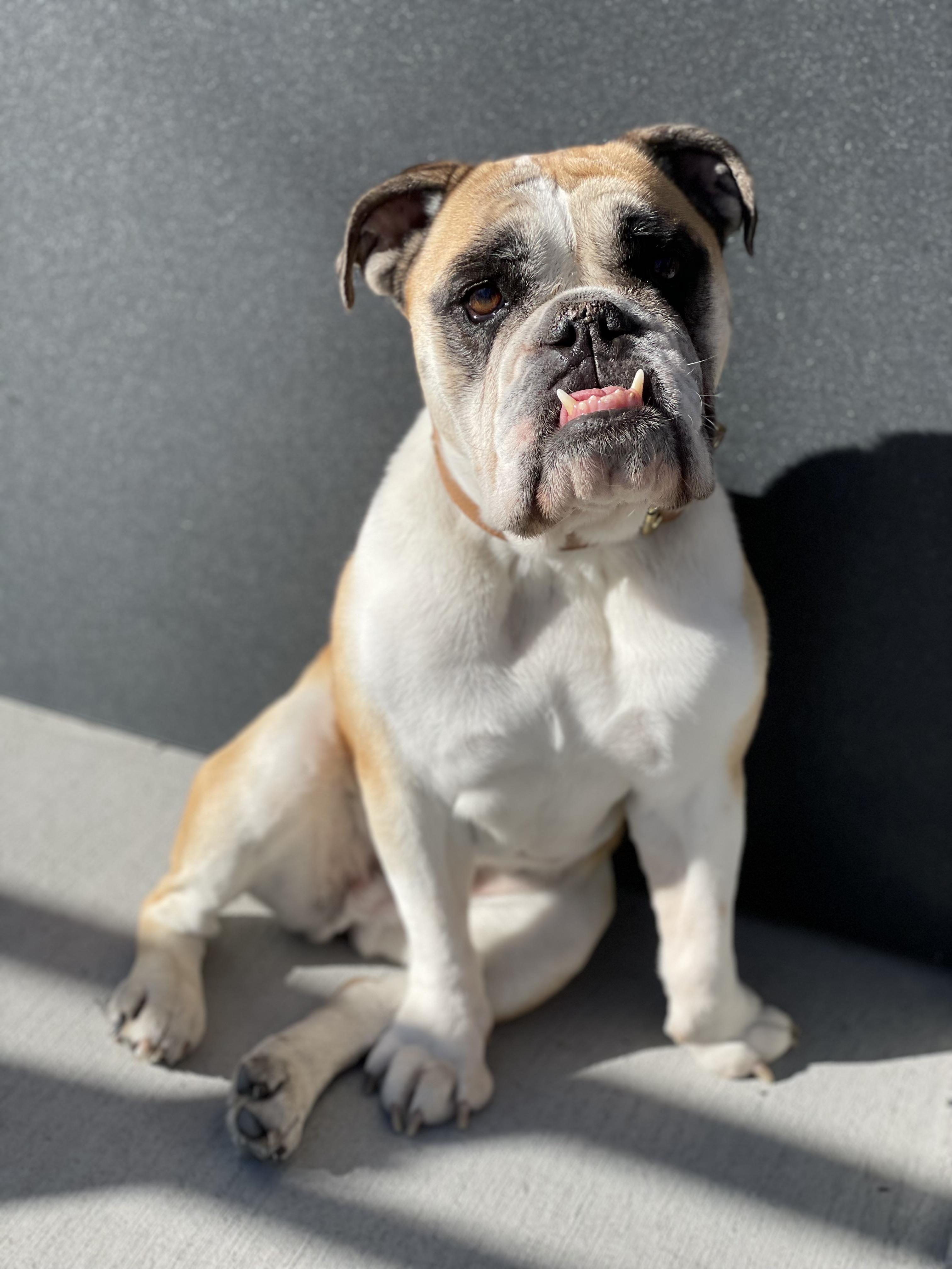 Ella, ADOPTABLE, Adult Female English Bulldog.