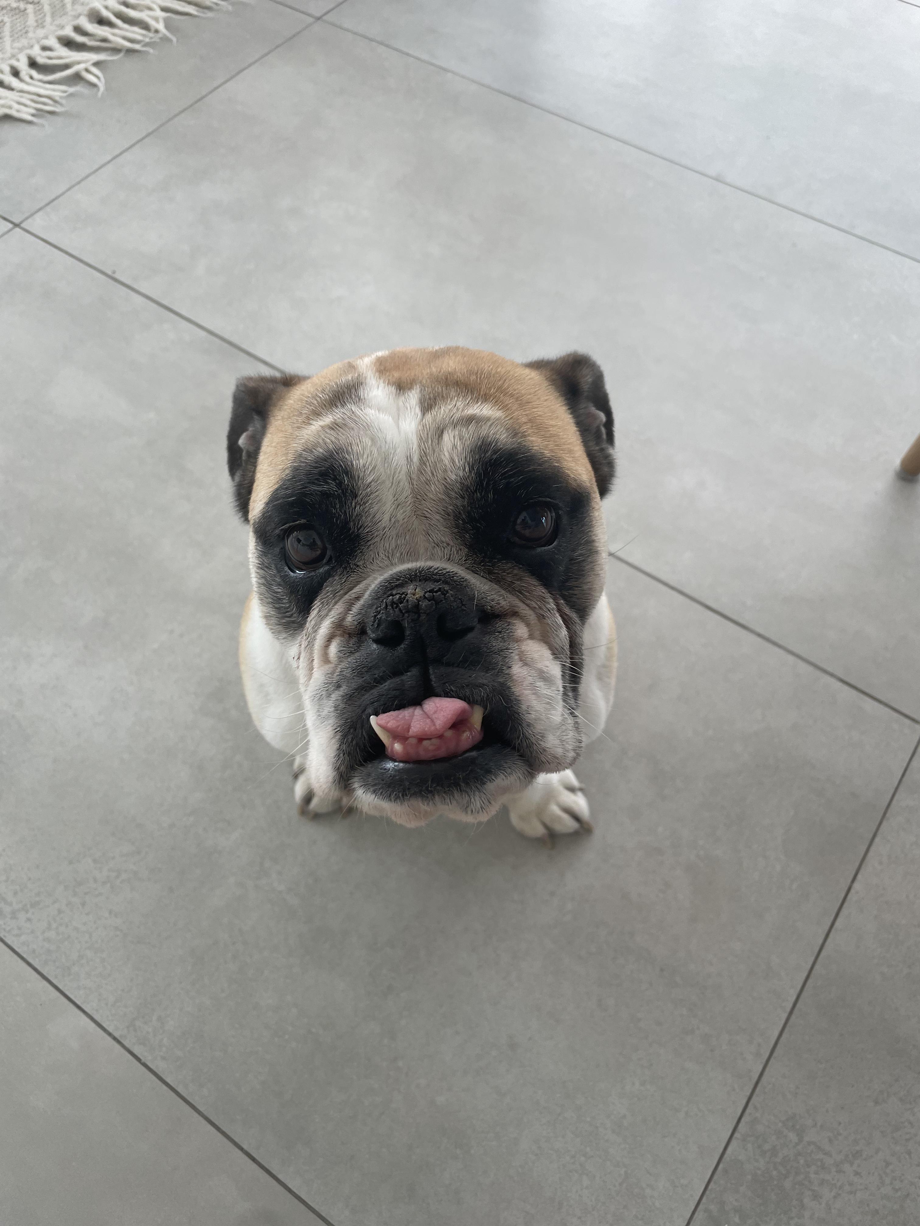 Enlarge Ella, a ADOPTABLE English Bulldog in North Miami, FL image 2/6