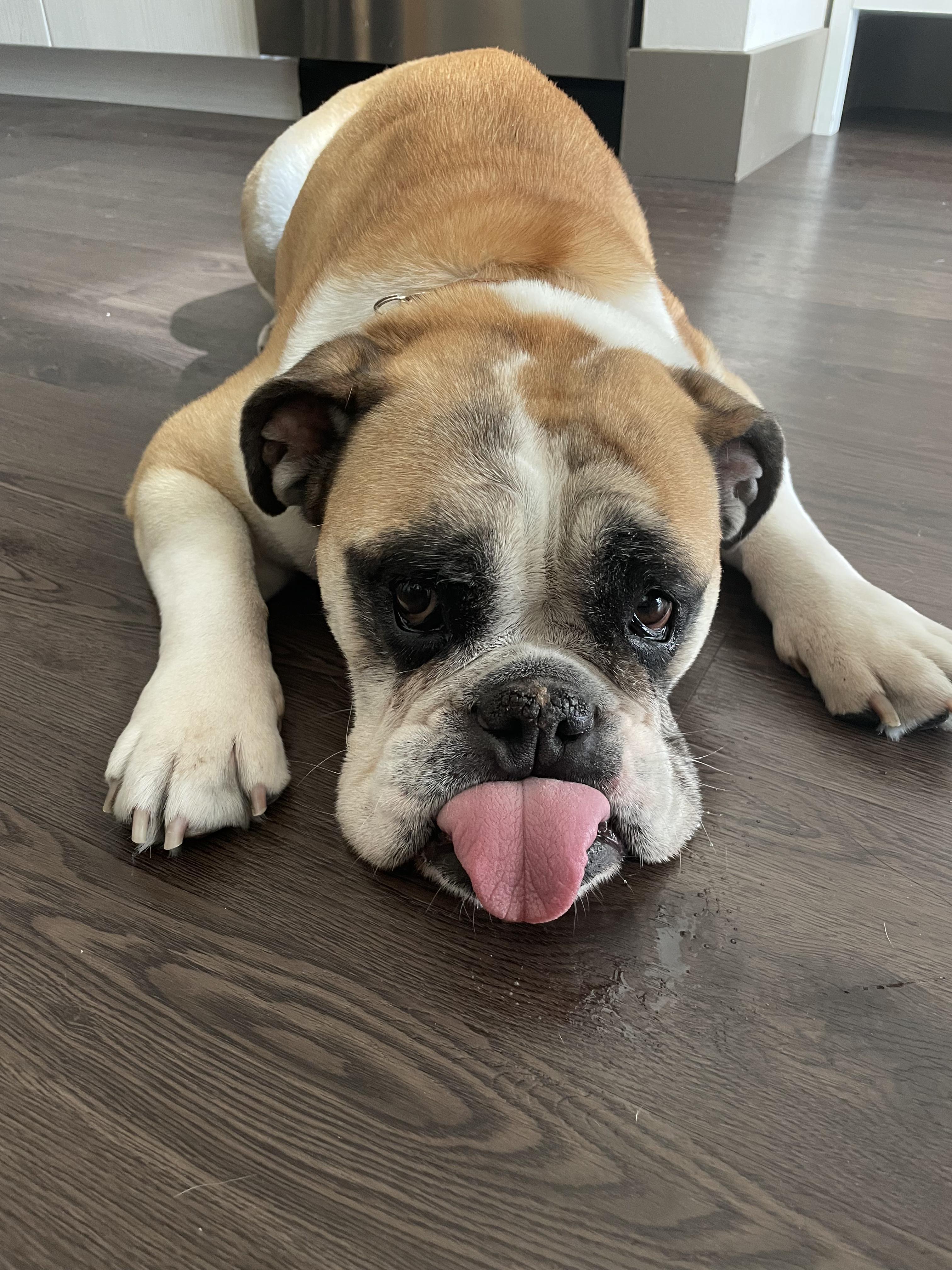 Enlarge Ella, a ADOPTABLE English Bulldog in North Miami, FL image 3/6