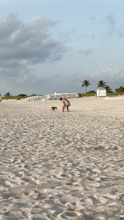 Enlarge Ella, a ADOPTABLE English Bulldog in North Miami, FL video 5/6