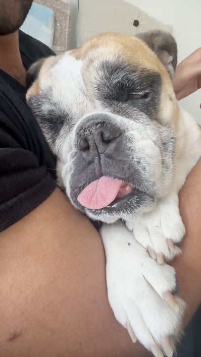 Enlarge Ella, a ADOPTABLE English Bulldog in North Miami, FL video 6/6
