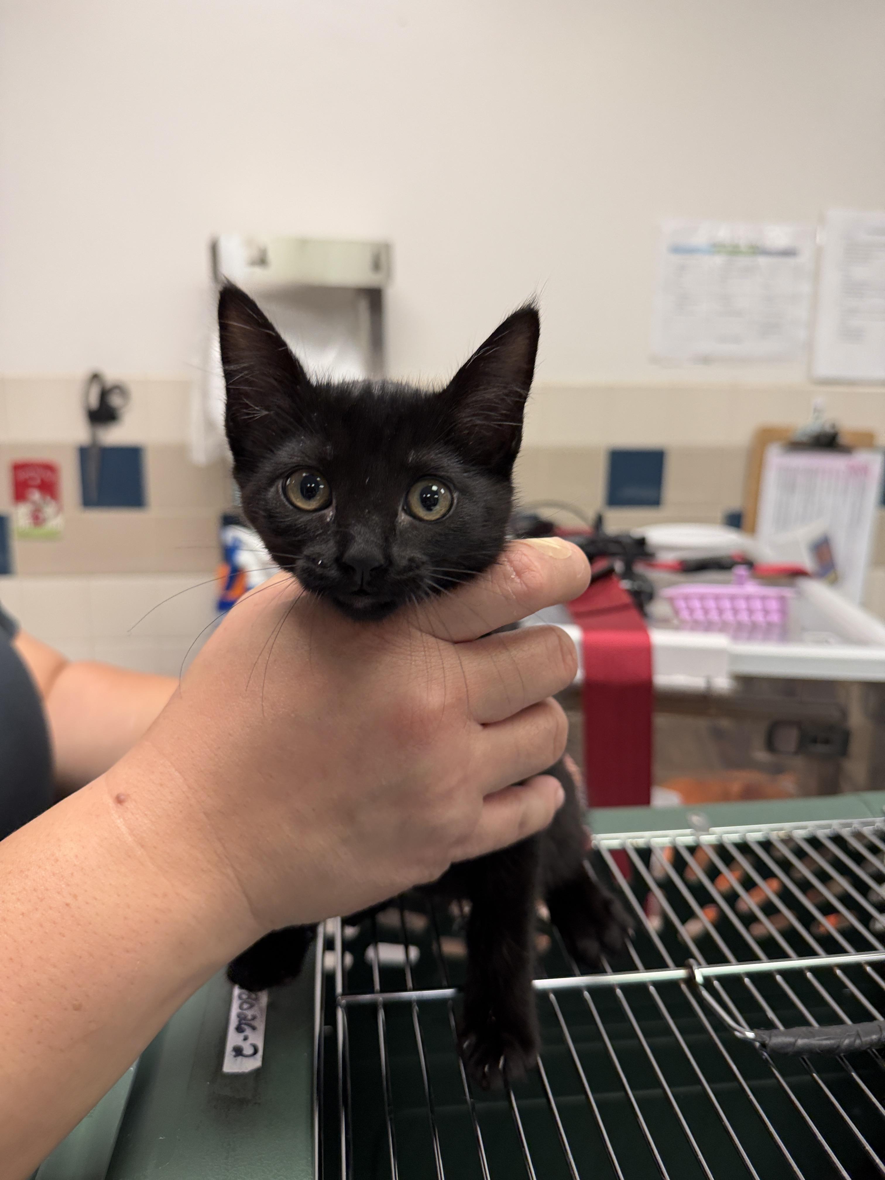 Joi, adopted, Kitten Female Domestic Short Hair.