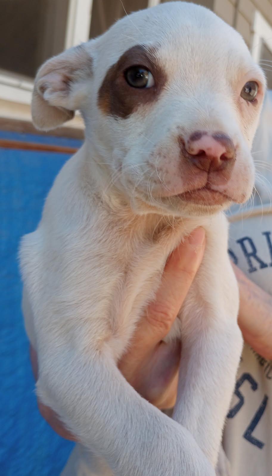 Enlarge Spike, a Adoptable Pit Bull Terrier in Burbank, CA image 5/5
