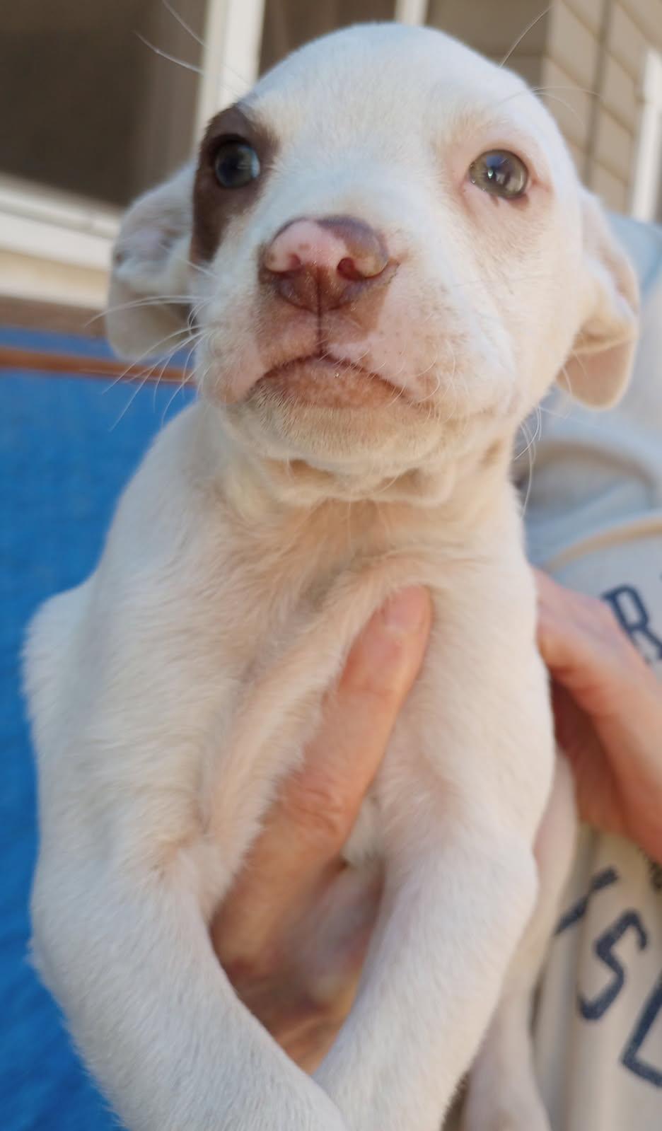 Enlarge Spike, a Adoptable Pit Bull Terrier in Burbank, CA image 4/5